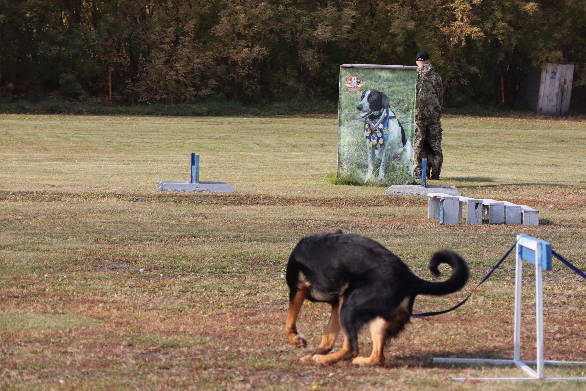 Dog training in Omsk - OCSSSS 28 - 09 - 2024 - Dog, Dog lovers, Puppies, Omsk, Training, Г“Г±Г±Г±, Friend, Care, Longpost