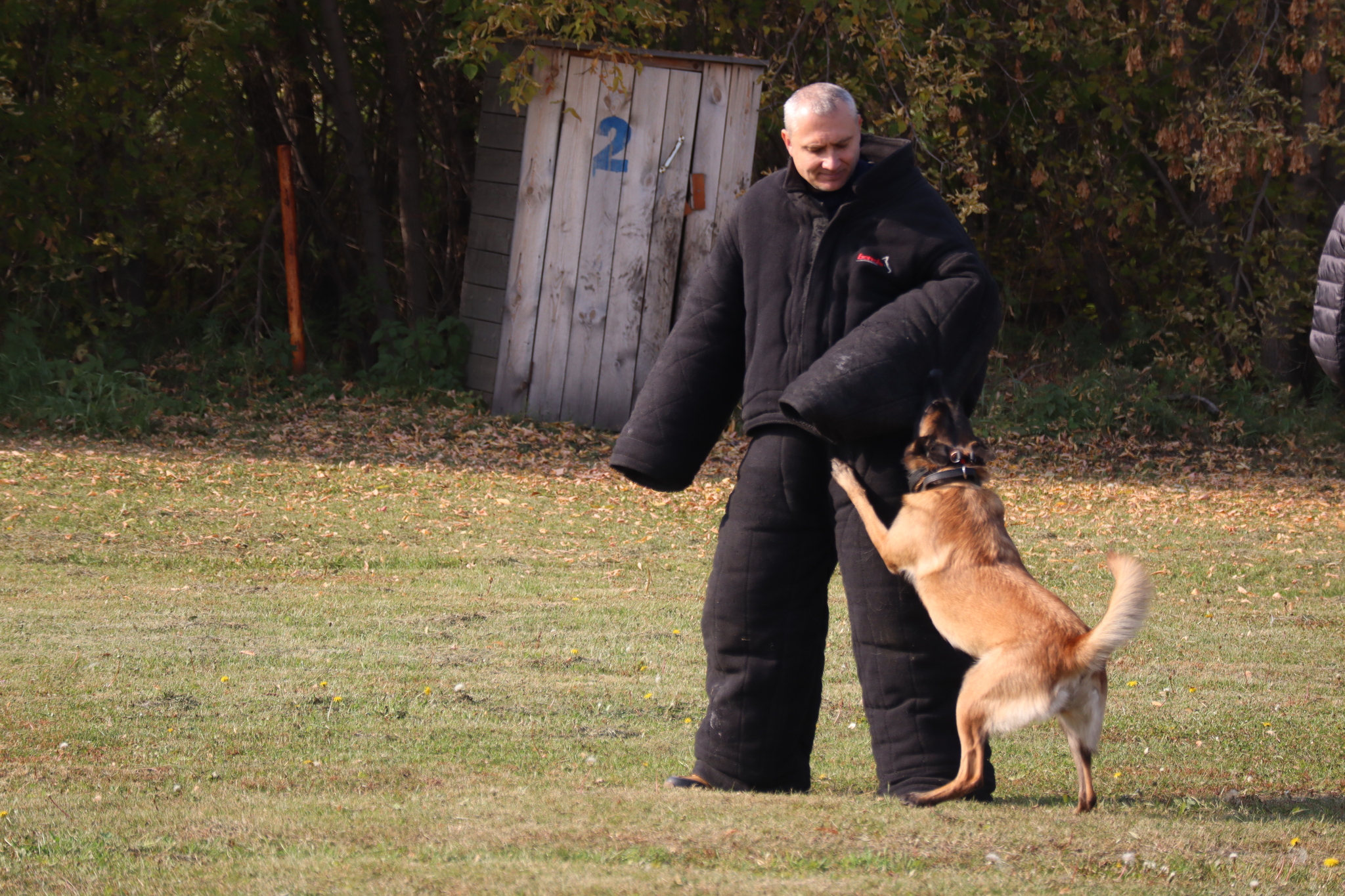 Dog training in Omsk - OCSSSS 28 - 09 - 2024 - Dog, Dog lovers, Puppies, Omsk, Training, Г“Г±Г±Г±, Friend, Care, Longpost