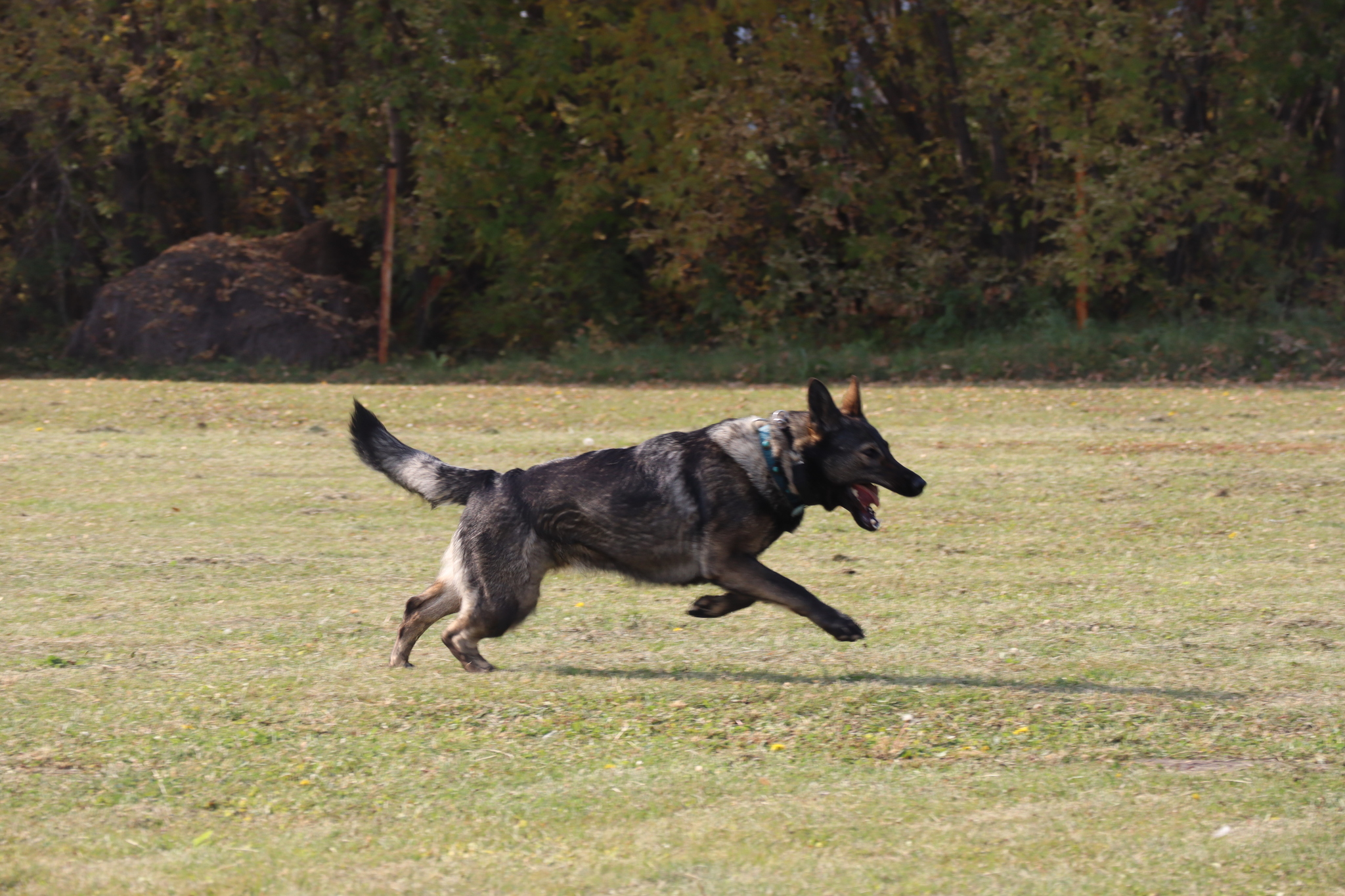 Dog training in Omsk - OCSSSS 28 - 09 - 2024 - Dog, Dog lovers, Puppies, Omsk, Training, Г“Г±Г±Г±, Friend, Care, Longpost