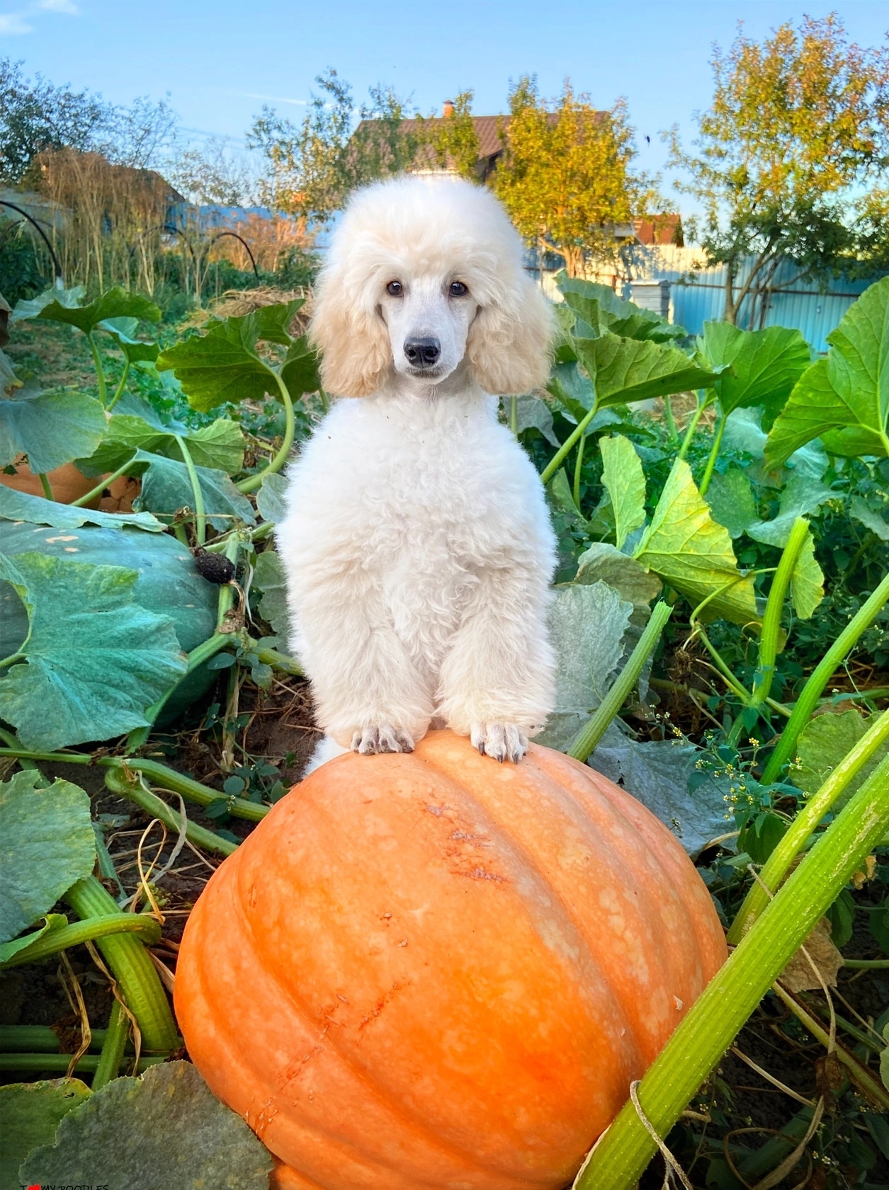 Poodles and Pumpkins - My, Dog, Pumpkin, Poodle, Longpost, The photo