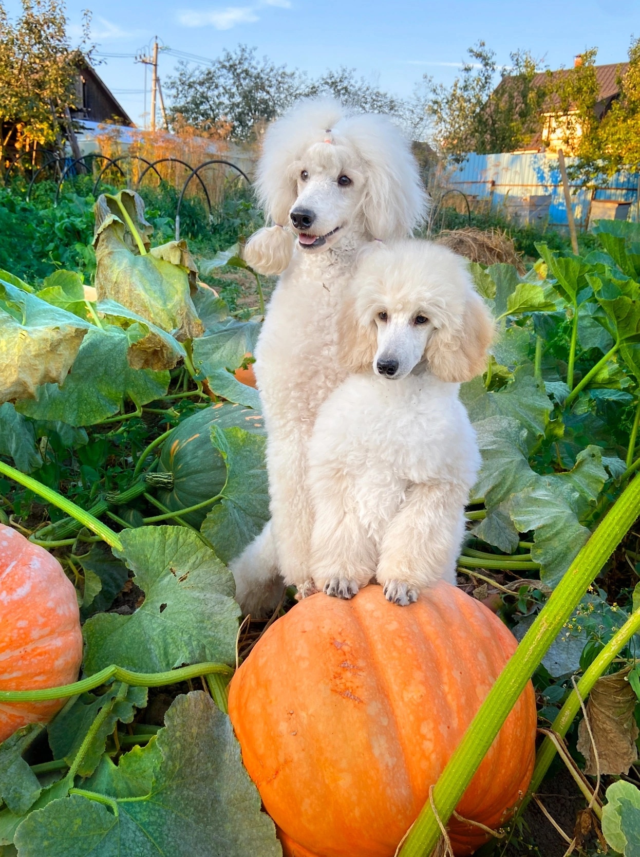 Poodles and Pumpkins - My, Dog, Pumpkin, Poodle, Longpost, The photo