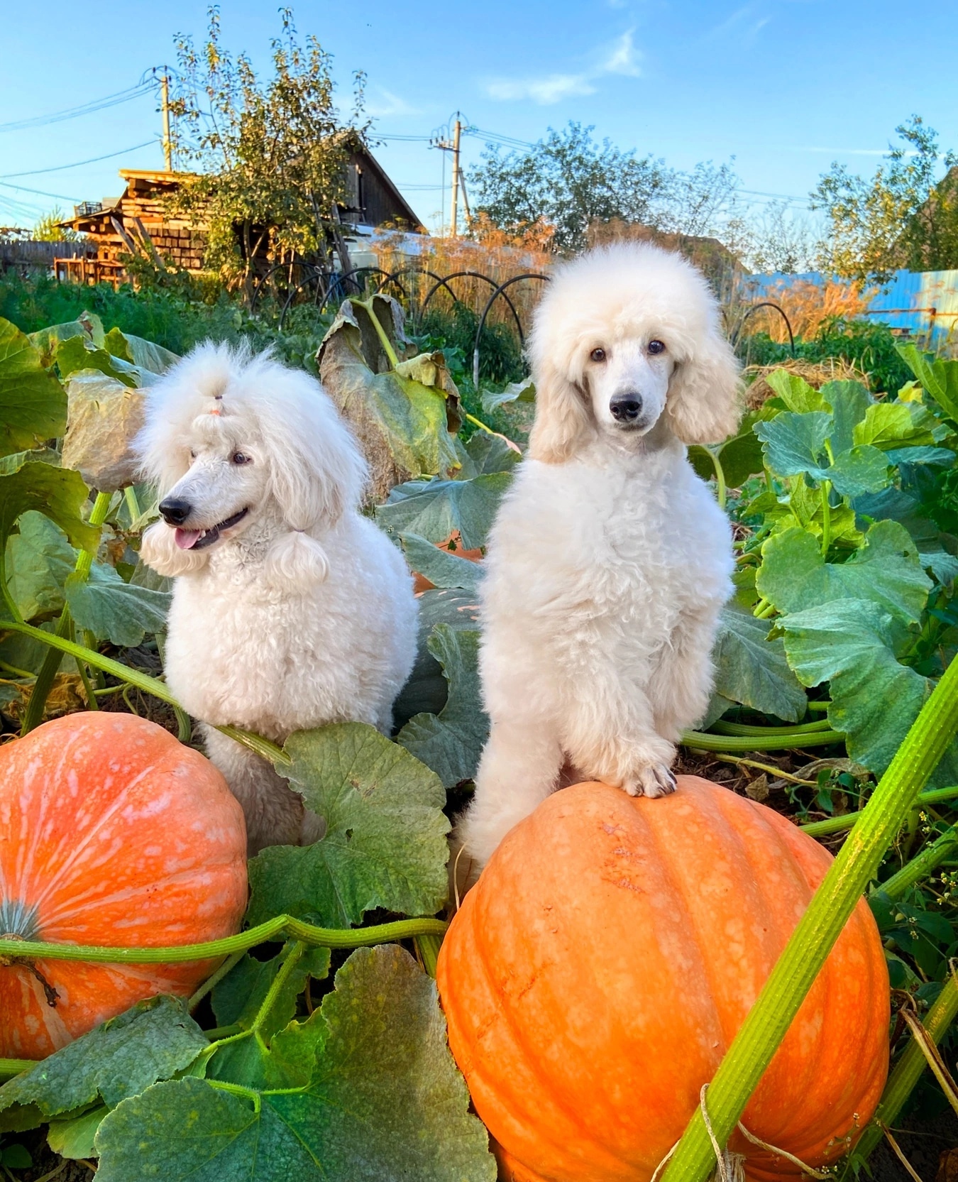 Poodles and Pumpkins - My, Dog, Pumpkin, Poodle, Longpost, The photo