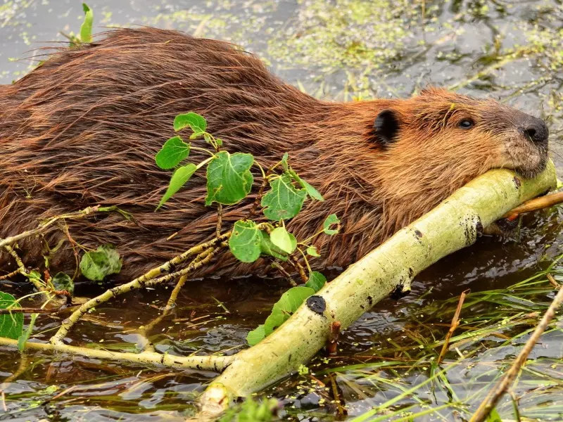 War with the Beaver - Beavers, beaver whore, Novosibirsk, Akademgorodok