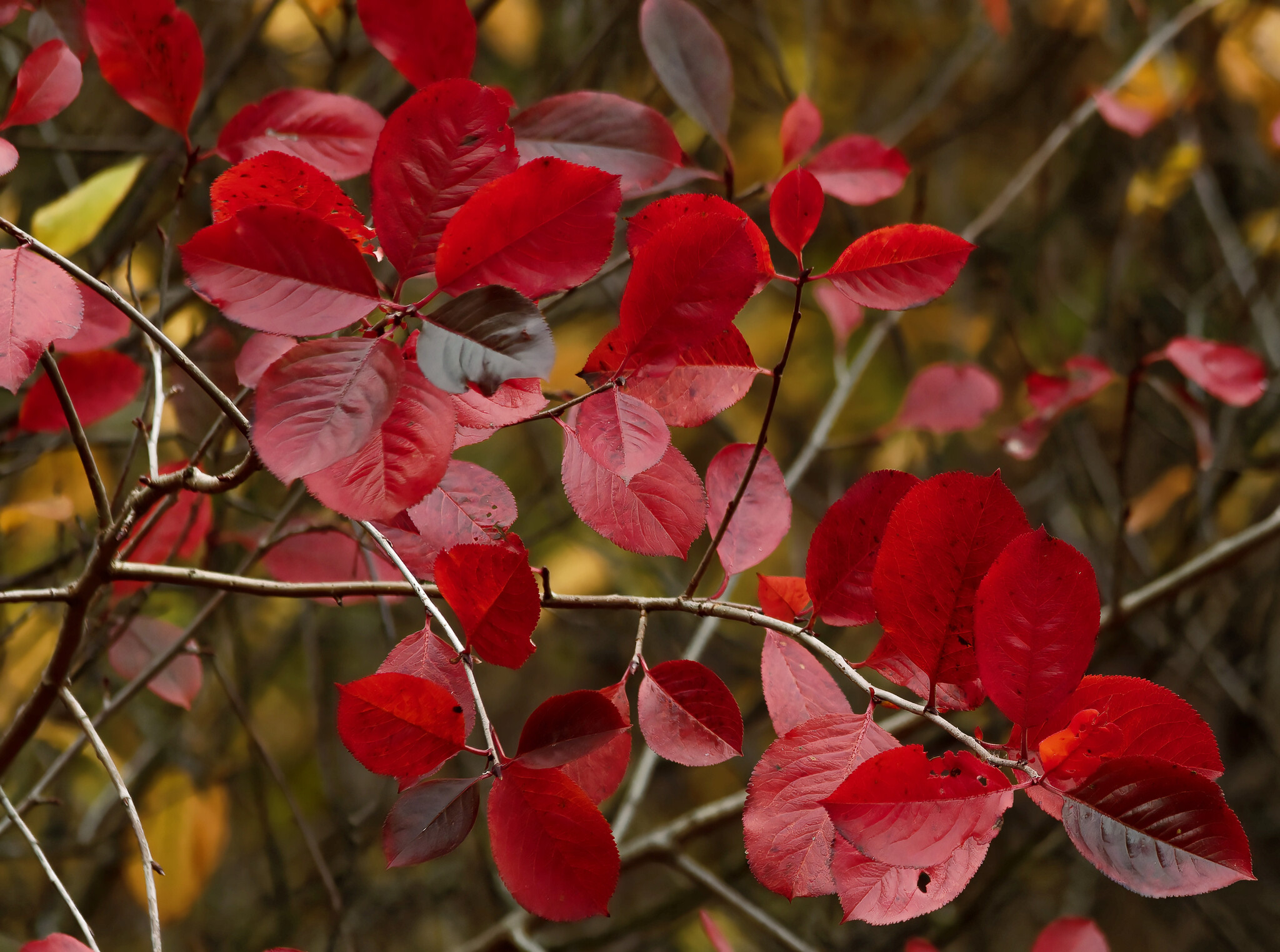 Suddenly-autumn - My, Nature, Hobby, Forest, Autumn, Walk, Dog, Friend, Pets, Longpost