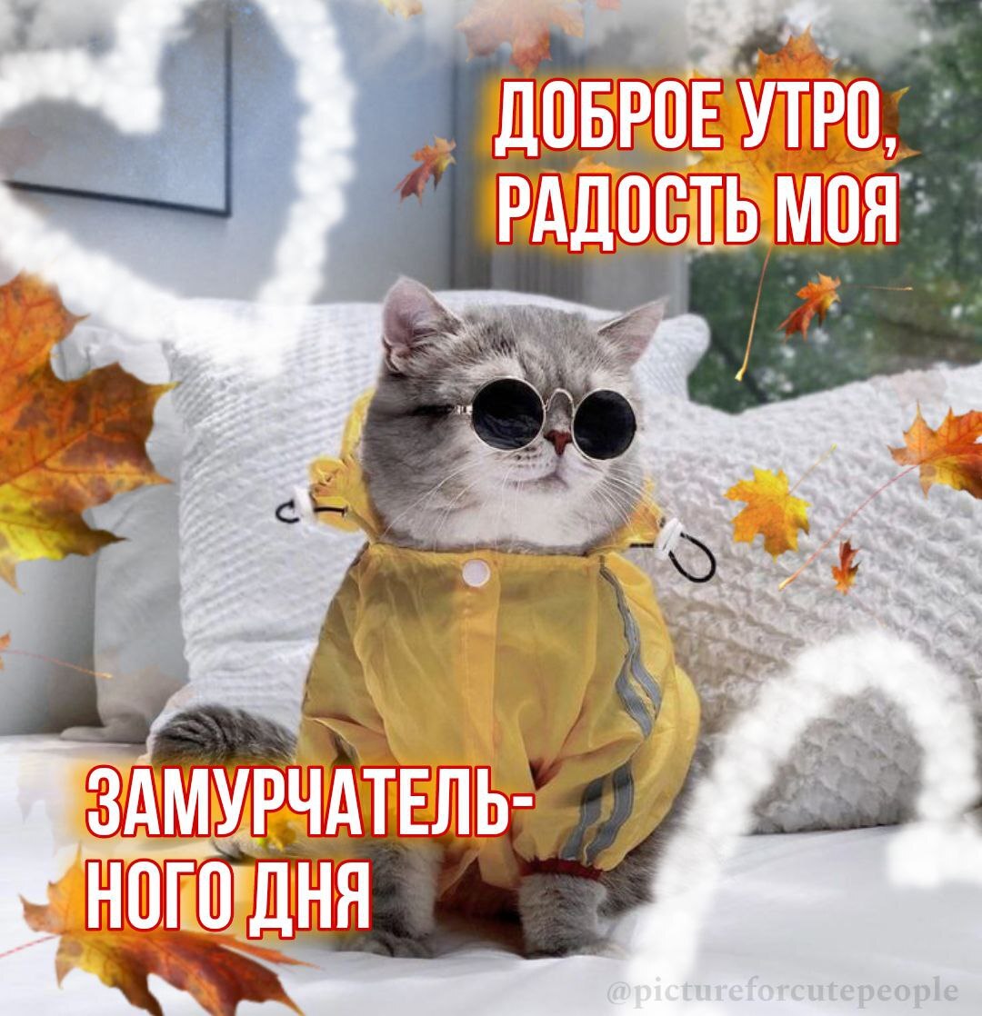 Good morning - My, Memes, Wish, Milota, cat, Picture with text, Good morning