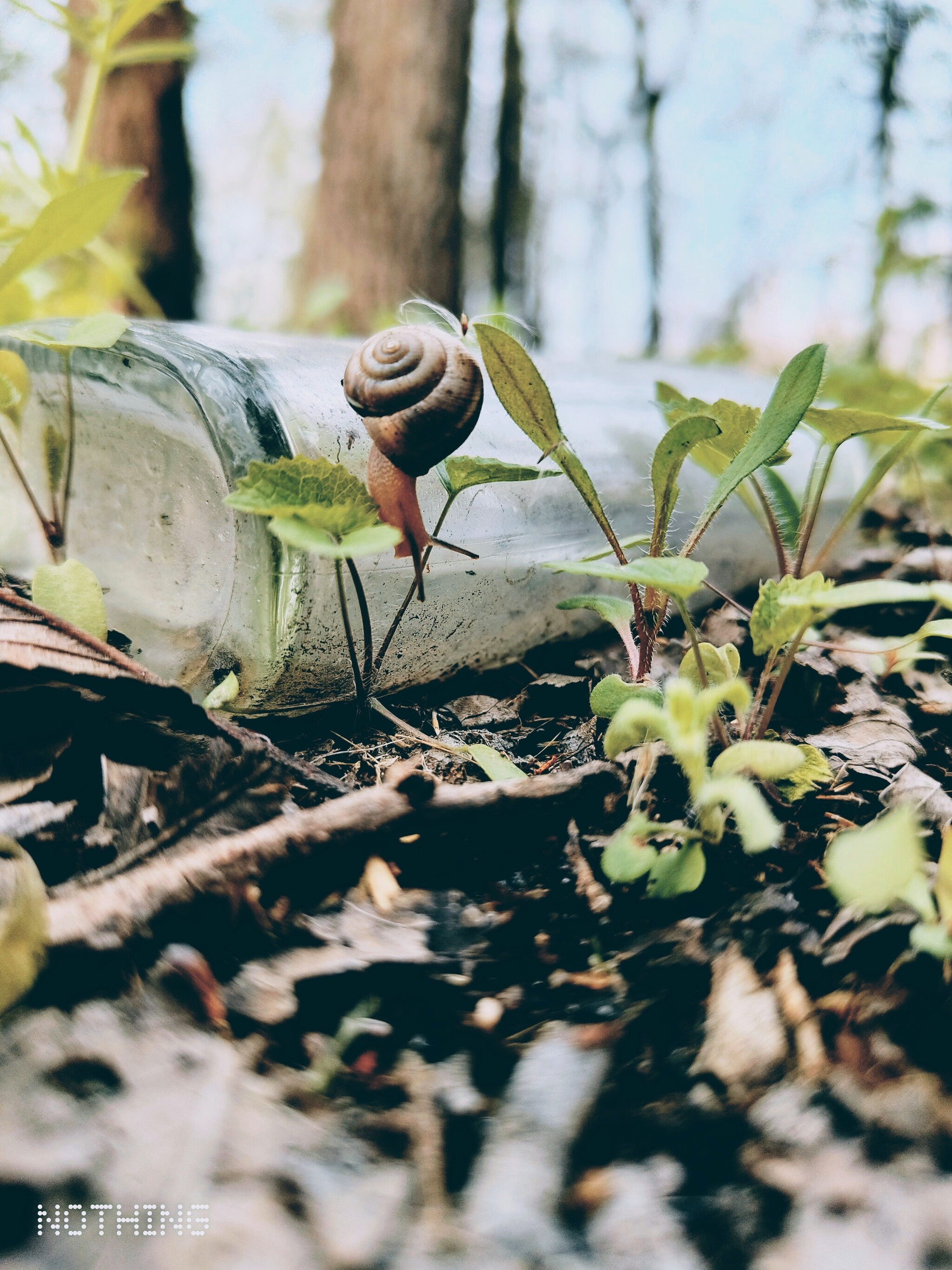 Instabu/Pikagram - My, Mobile photography, Snail, Autumn