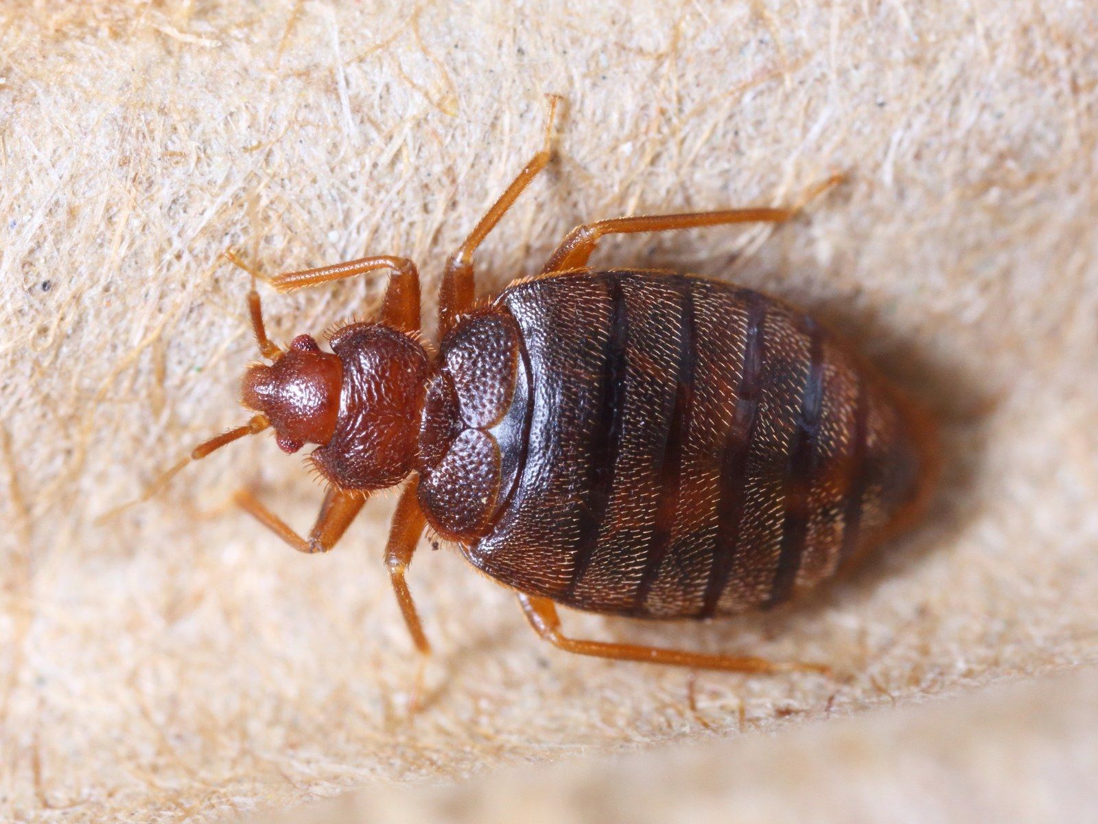 I have killed several thousand bedbugs and cockroaches in my life, perhaps around 3-5 thousand individuals combined... - My, Bedbugs, Cockroaches, People, Death, Murder, Text, Longpost, Negative