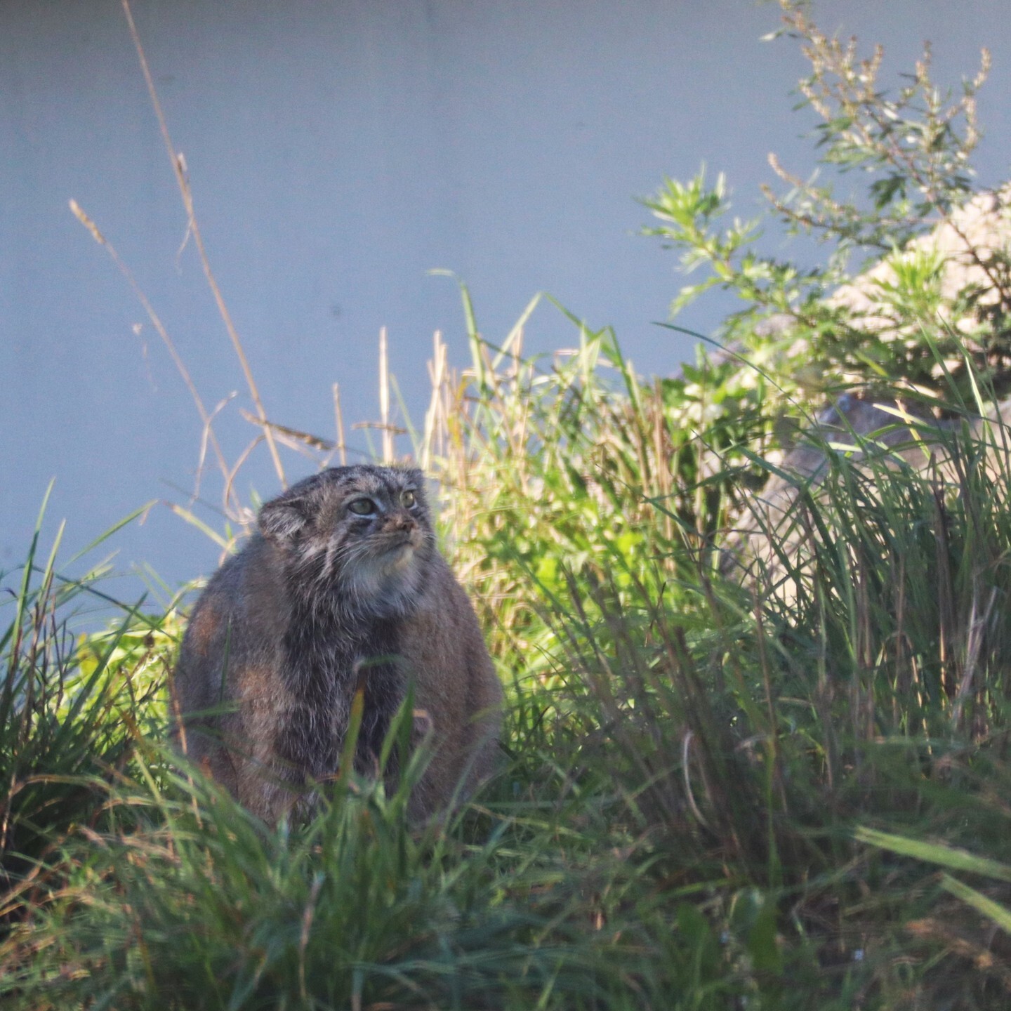 Ideal figure - Predatory animals, Wild animals, Cat family, Zoo, Pallas' cat, Small cats, The photo