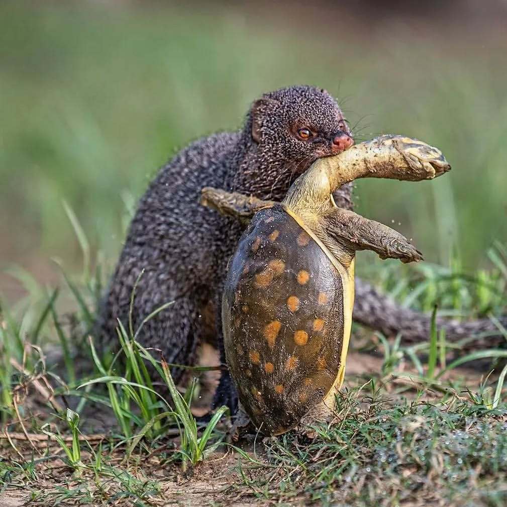 Indian Grey Mungo Captures Indian Lobe Turtle - Mongoose, Predatory animals, Wild animals, wildlife, Mining, Turtle, India, The photo