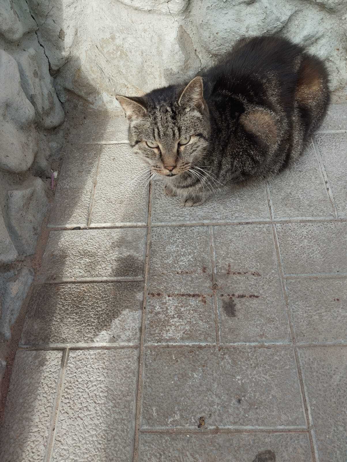 Continuation of the post We help. Here is a handsome guy with a dull look begging for alms at the Dixie store - cat, No rating, Helping animals, Homeless animals, In good hands, Longpost