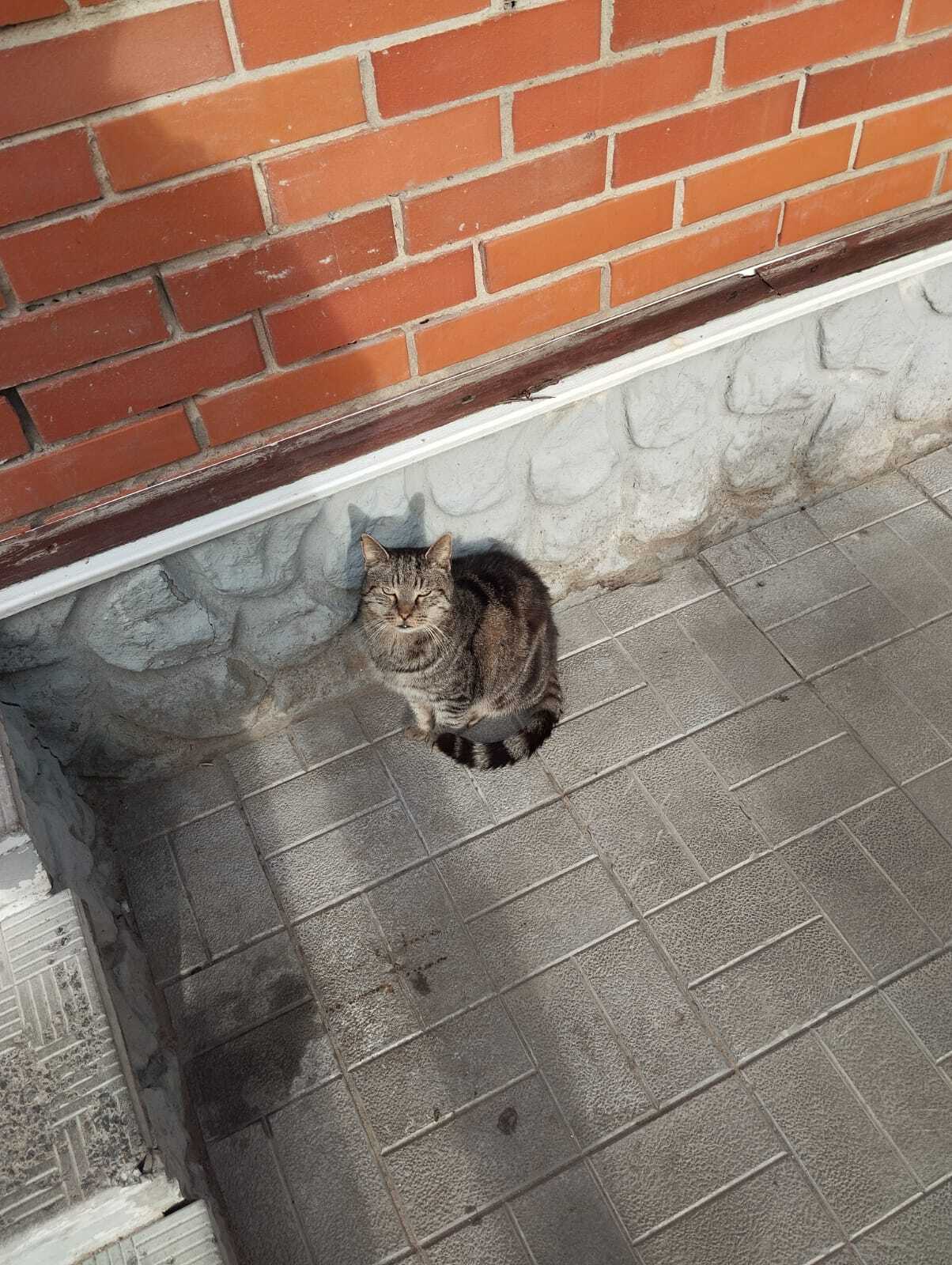 Continuation of the post We help. Here is a handsome guy with a dull look begging for alms at the Dixie store - cat, No rating, Helping animals, Homeless animals, In good hands, Longpost