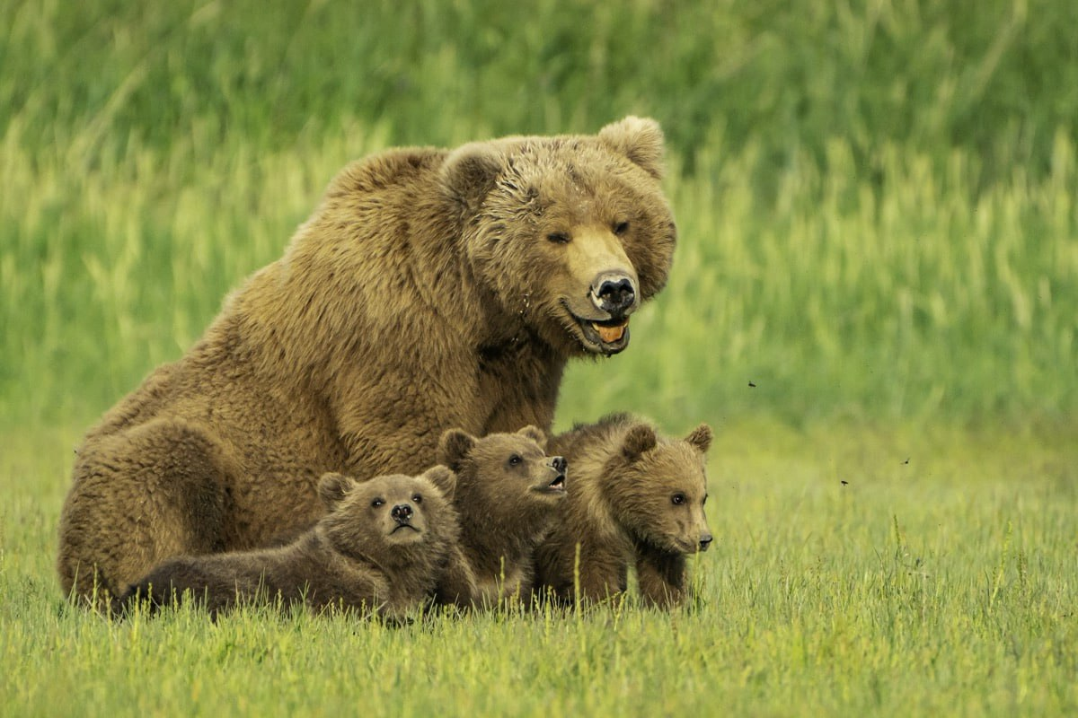 A smile makes a gloomy day brighter - Brown bears, Teddy bears, Smile, The Bears, Wild animals, The photo, Telegram (link)