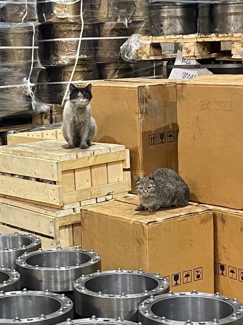 - Do you see the award? - No. - Neither do I. But it is there. - cat, Factory, Warehouse, Humor, Work, Telegram (link), Prize, Low salary, Work days