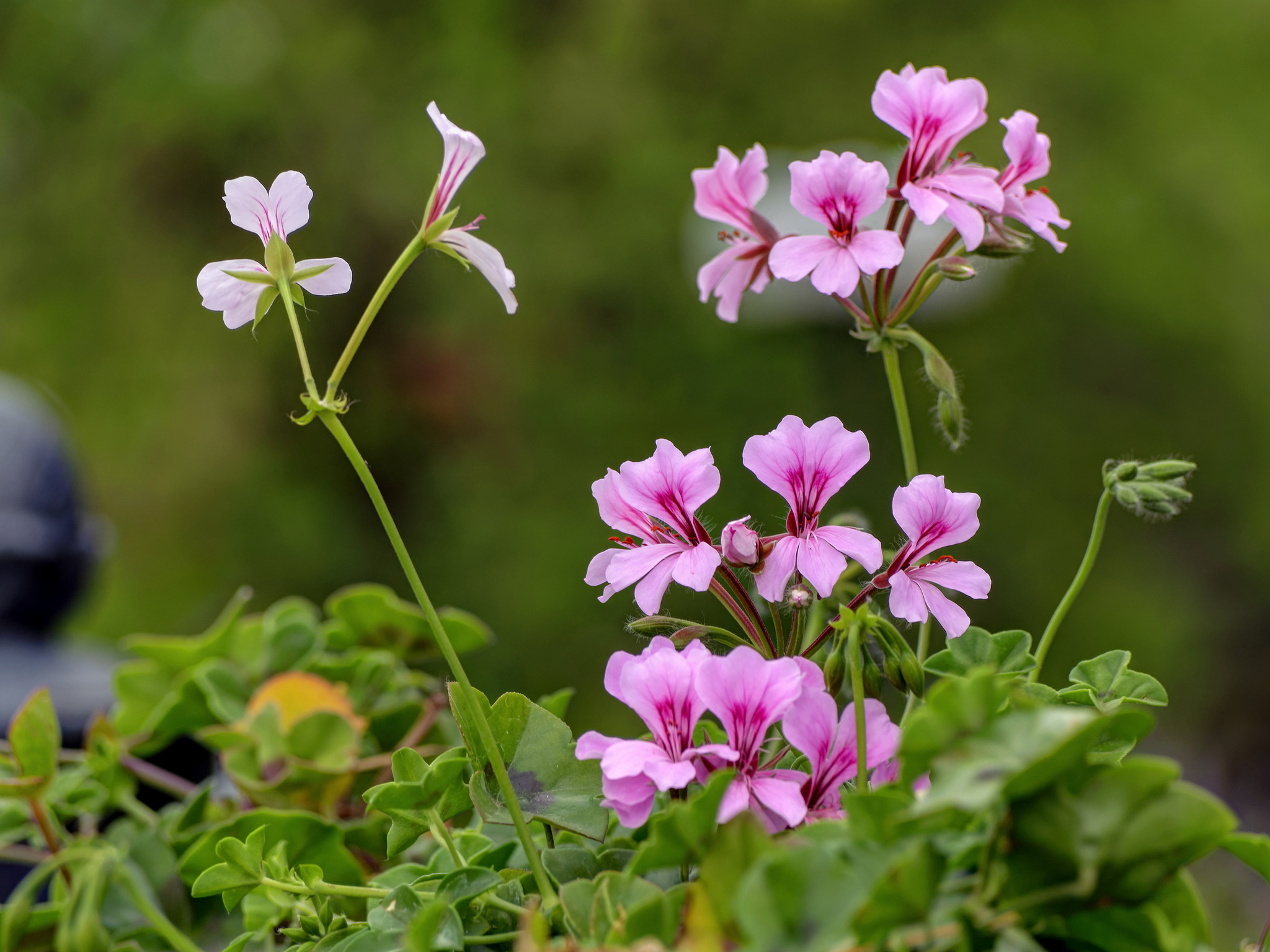 Pelargonium - My, The photo, Plants, Flowers, Pelargonium, 2015, May