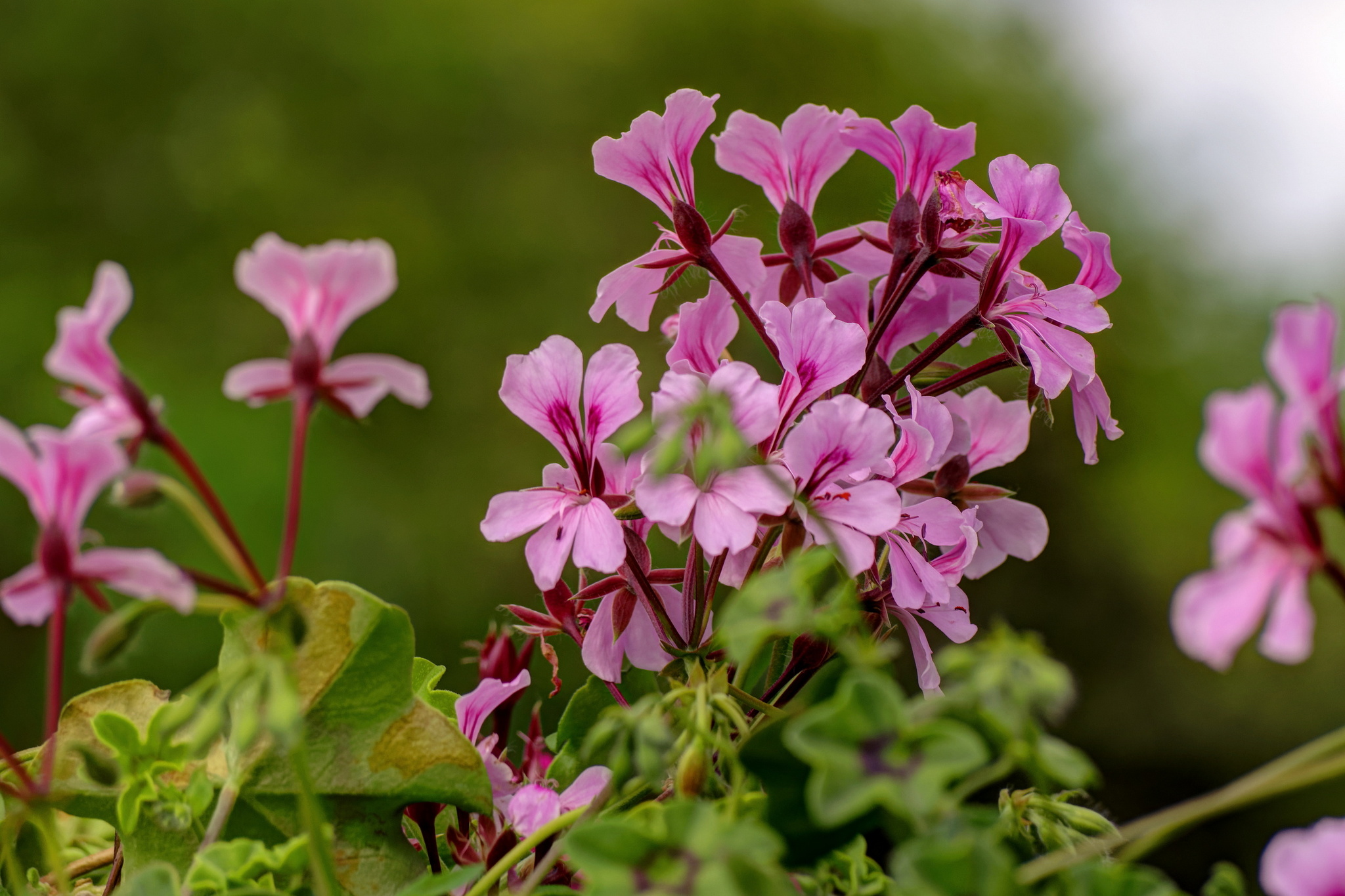 Pelargonium - My, The photo, Plants, Flowers, Pelargonium, 2015, May