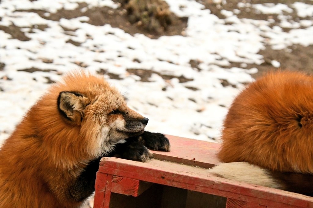 I took aim and... bite! - The photo, Fox, Animals, Fluffy, In the animal world, Kus