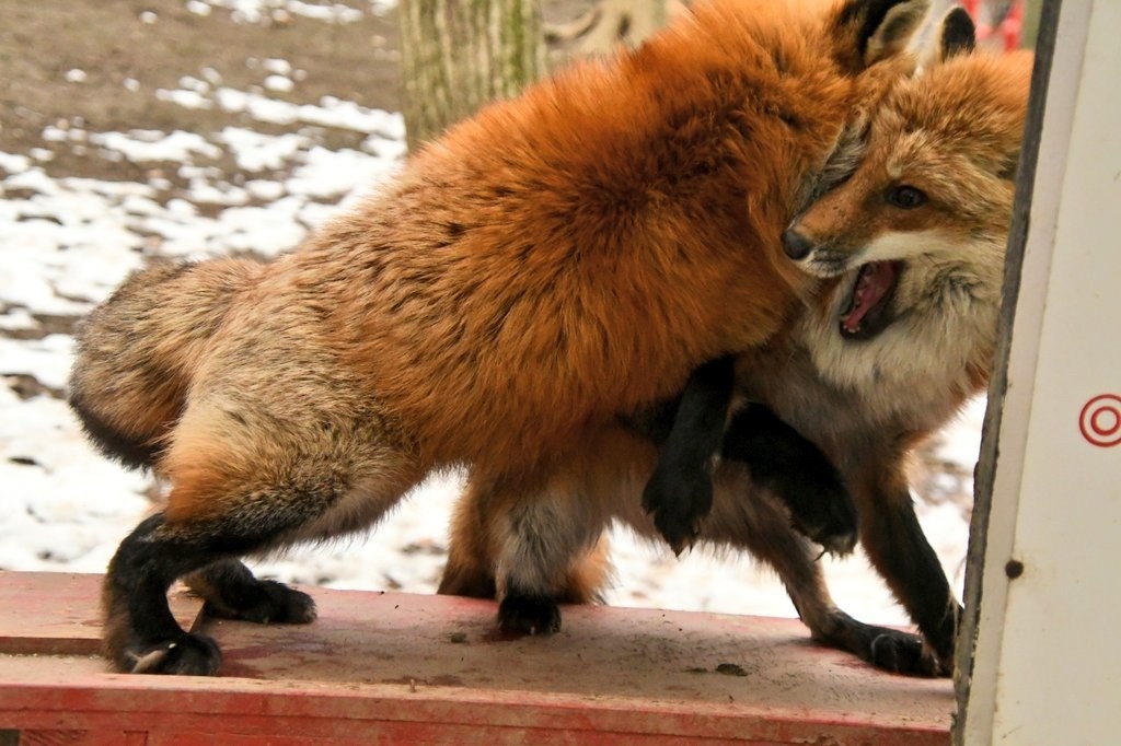 I took aim and... bite! - The photo, Fox, Animals, Fluffy, In the animal world, Kus