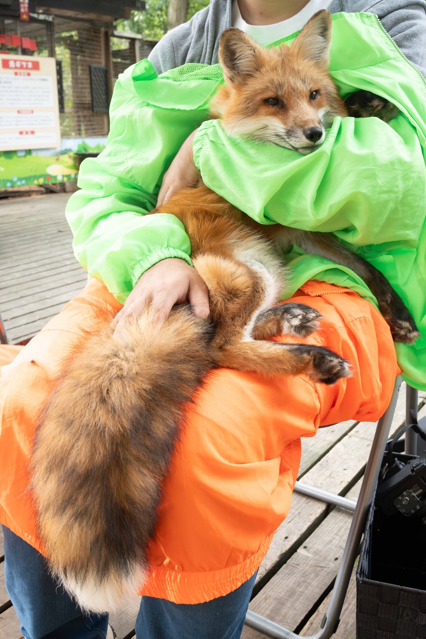 Tailstun - The photo, Fox, Animals, Tail, Domestic fox