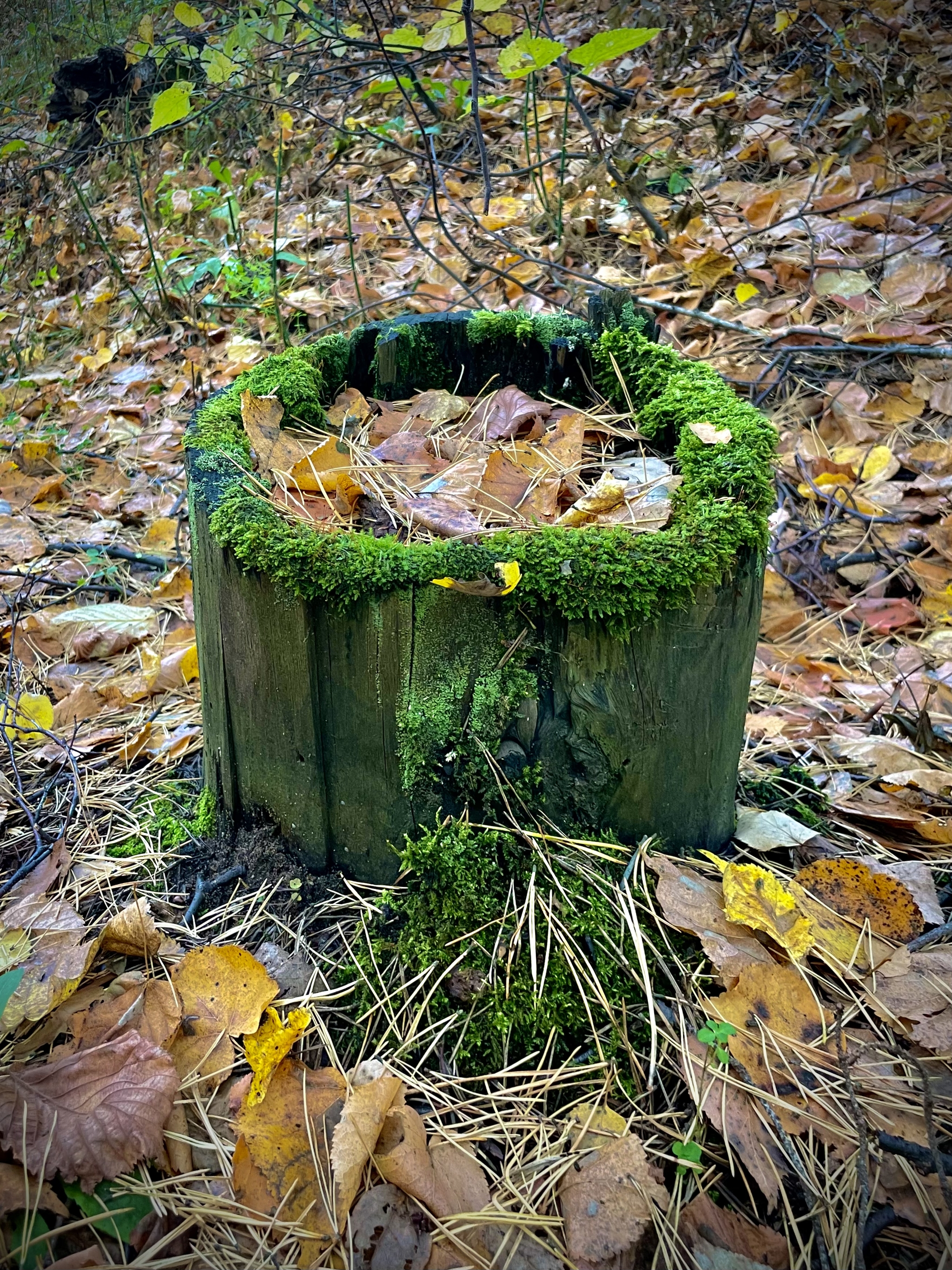 Witch's soup - My, Forest, Stump, Moss