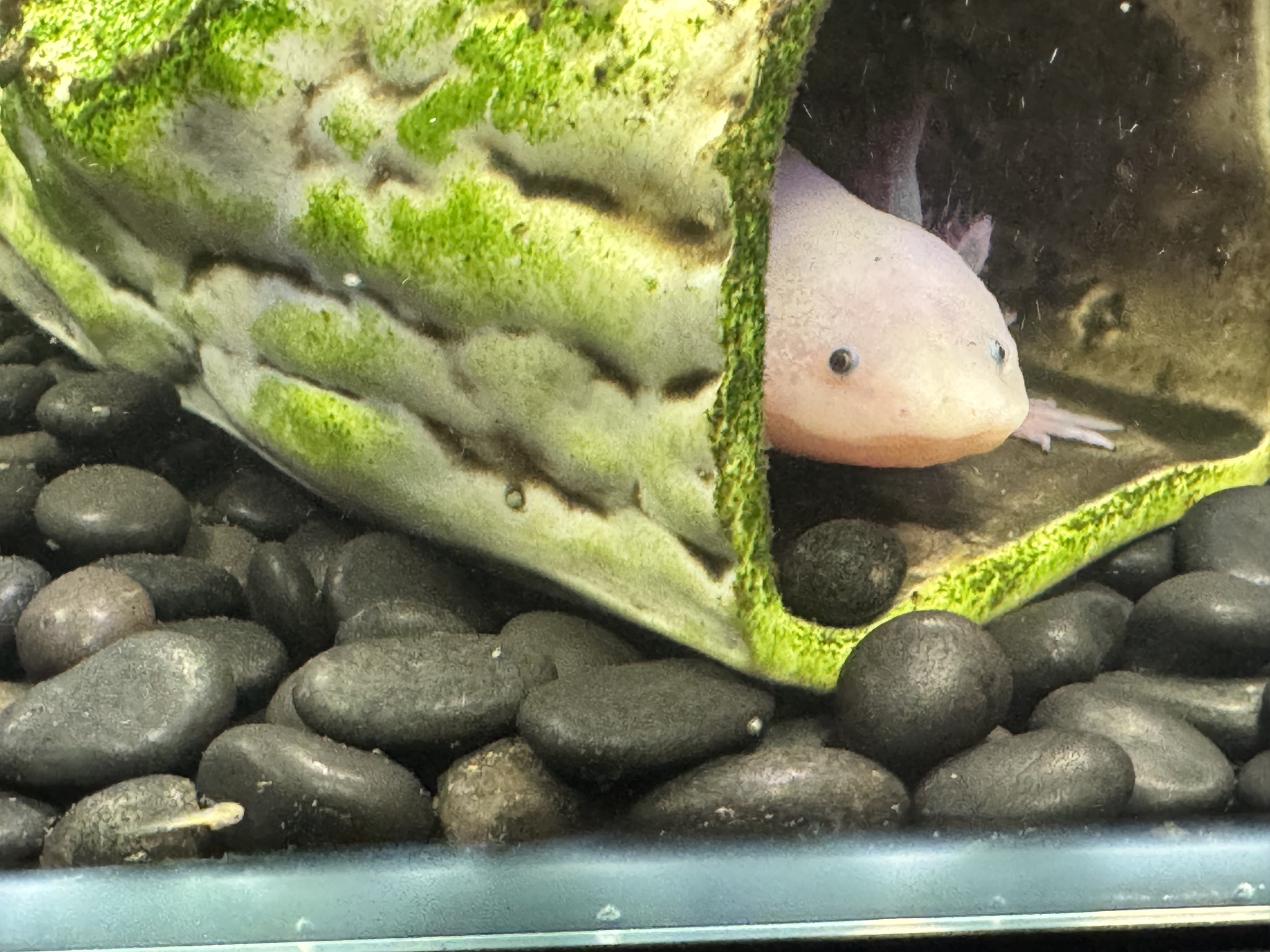 The first one has gone! - My, Axolotl, Aquarium, Aquarium, Freshwater aquarium, Offspring, Natural Aquarium, Amphibians, Ambistoma, Longpost