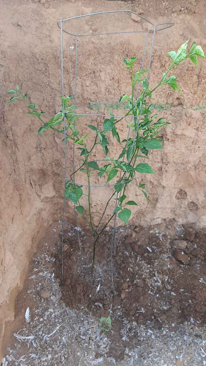 Geothermal greenhouse - My, Garden, Harvest, Video, Longpost