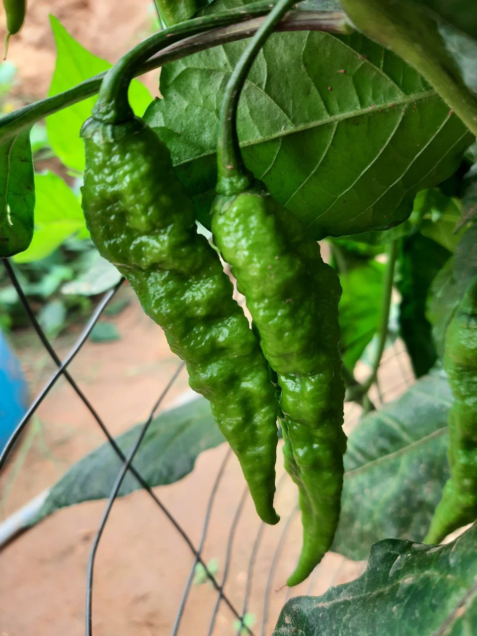 Geothermal greenhouse - My, Garden, Harvest, Video, Longpost