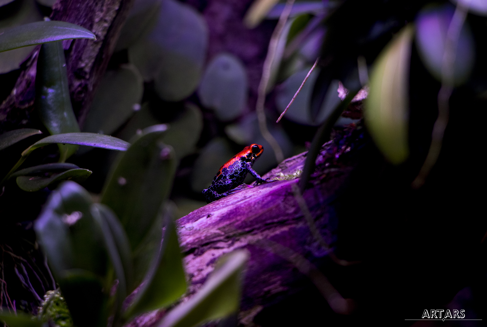 ArtArs | Digital Photography - My, Animals, Frogs, The photo, Longpost