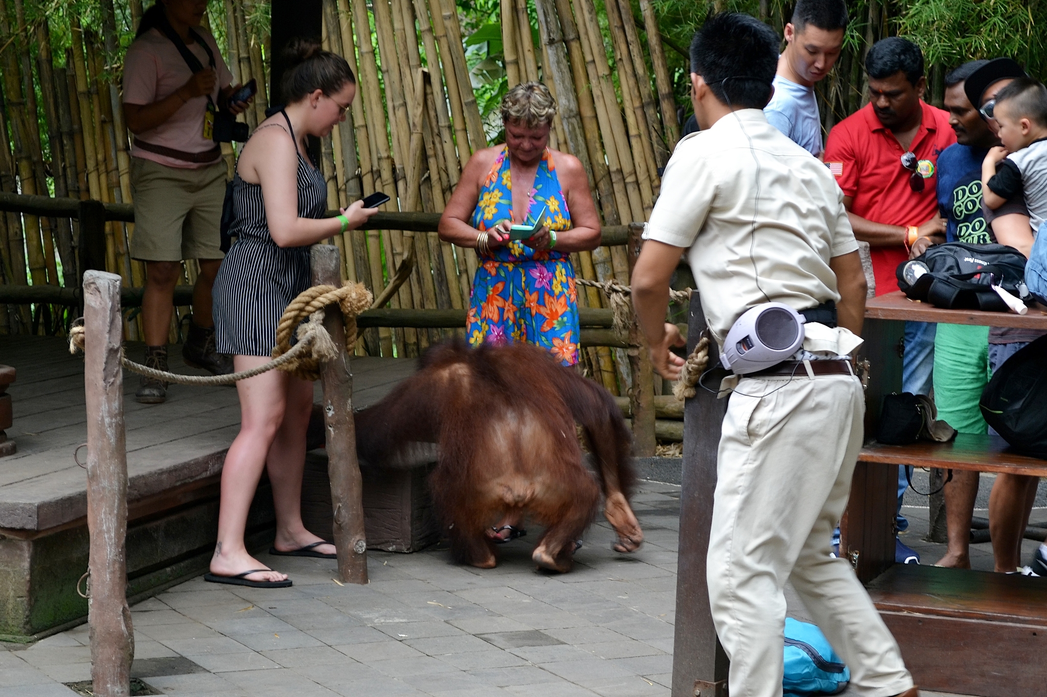 Safari Park Bali Safari and Marine Park. Indonesia, o. Bali - My, Asia, Travels, Personal experience, Safari, The park, Entertainment, Animals, Jungle, Indonesia, Bali, The photo, Longpost