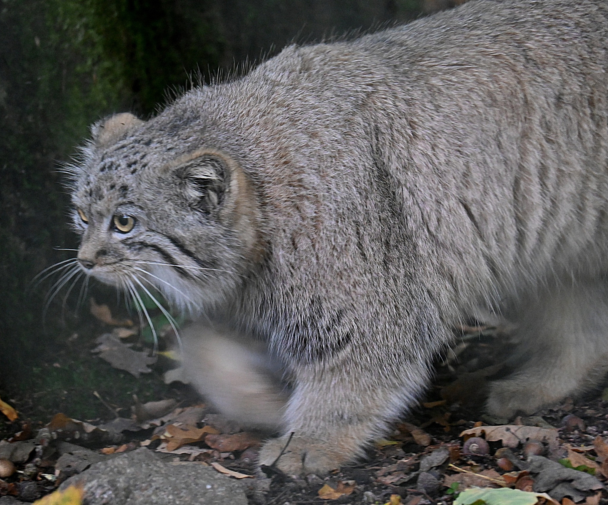 Little sisters - Wild animals, Predatory animals, Pallas' cat, Cat family, Small cats, Young, Zoo, The photo, Instagram (link), Facebook (link), Longpost