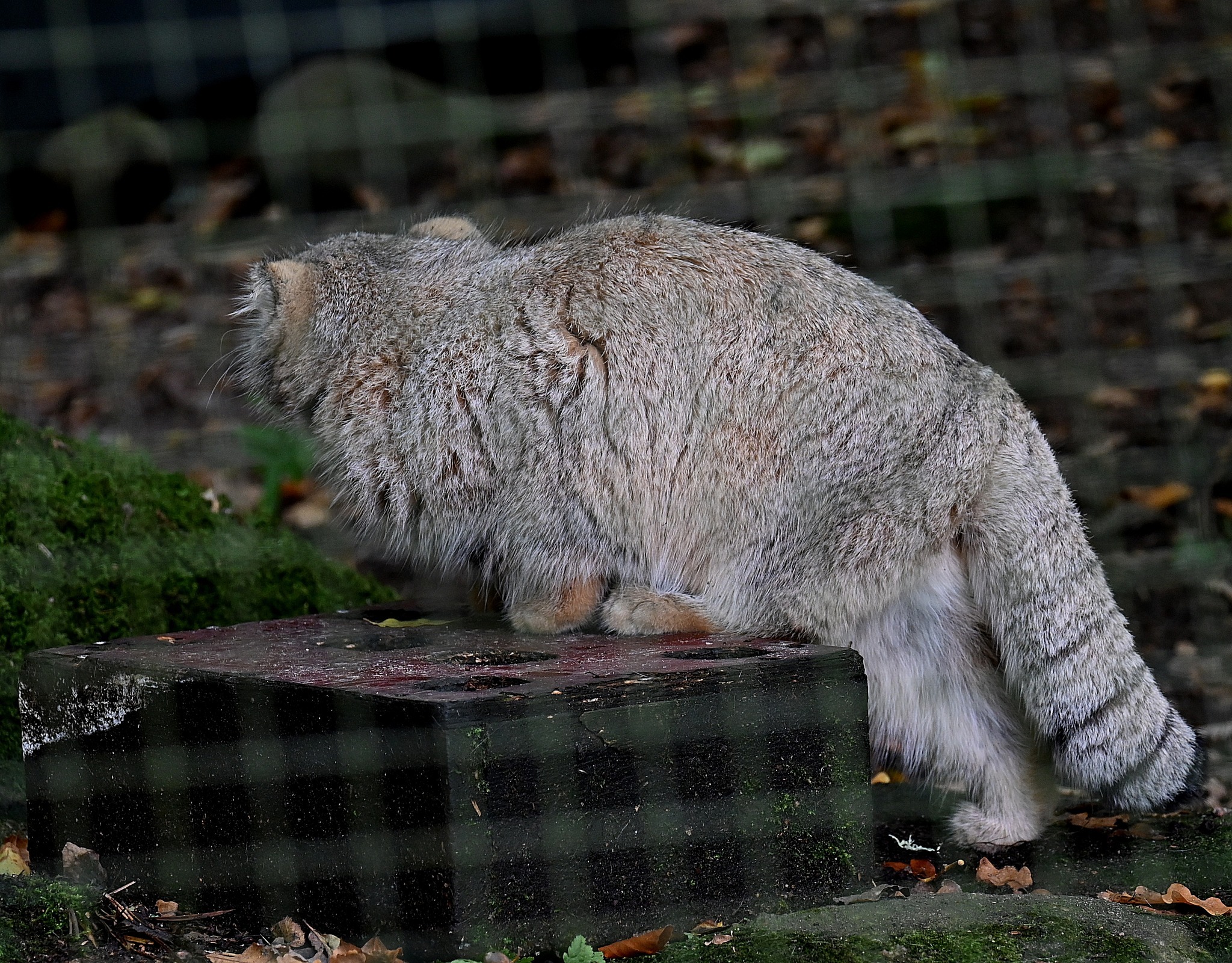 Little sisters - Wild animals, Predatory animals, Pallas' cat, Cat family, Small cats, Young, Zoo, The photo, Instagram (link), Facebook (link), Longpost