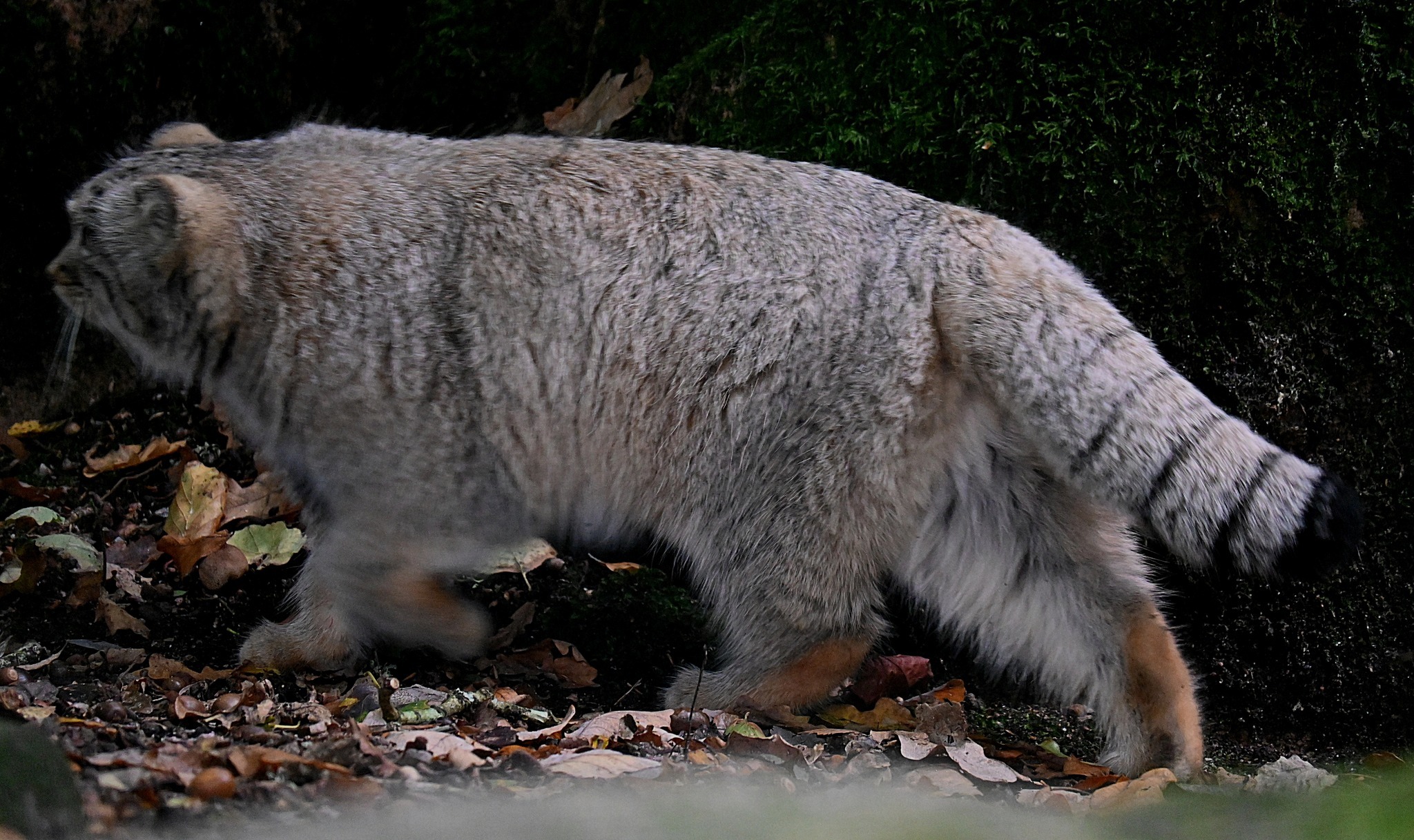 Little sisters - Wild animals, Predatory animals, Pallas' cat, Cat family, Small cats, Young, Zoo, The photo, Instagram (link), Facebook (link), Longpost