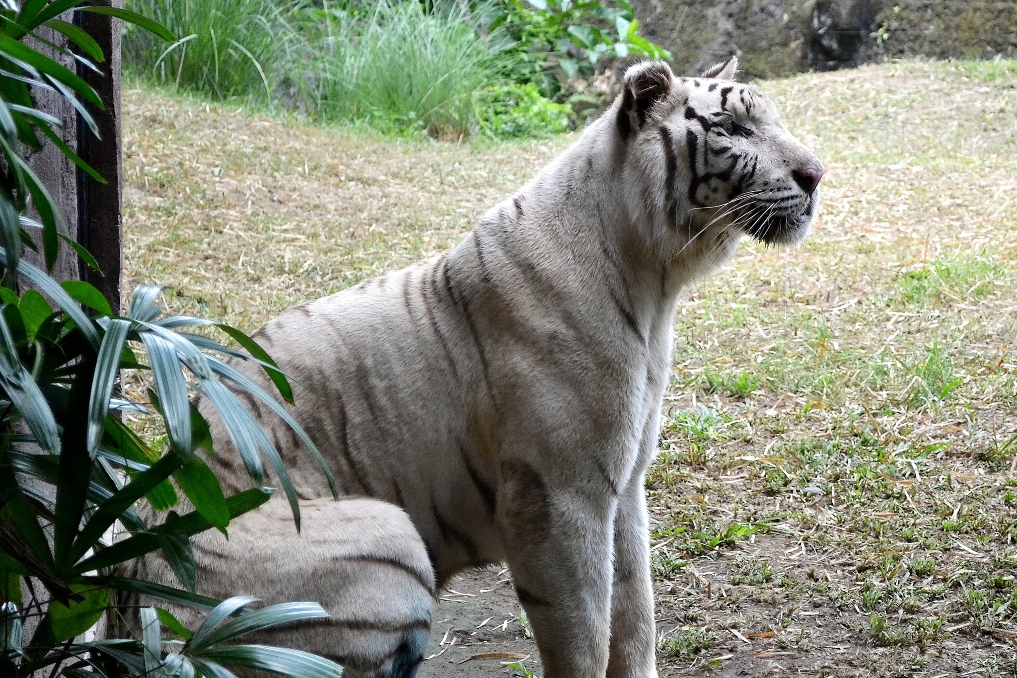 Safari Park Bali Safari and Marine Park. Indonesia, o. Bali - My, Asia, Travels, Personal experience, Safari, The park, Entertainment, Animals, Jungle, Indonesia, Bali, The photo, Longpost