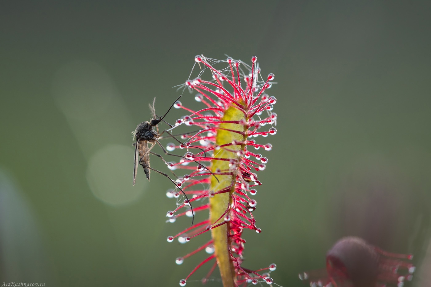 Sundew! - My, Plants, Botany, Entertaining botany, Sundew, Carnivorous plants, Longpost, The photo