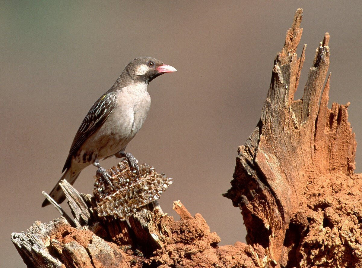 Honeyguides - What is this bird related to cuckoos, how did it learn to understand people and why does it eat candles in churches - My, Animals, Wild animals, Birds, Africa, Honey, Cuckoo, Facts, Around the world, In the animal world, Longpost