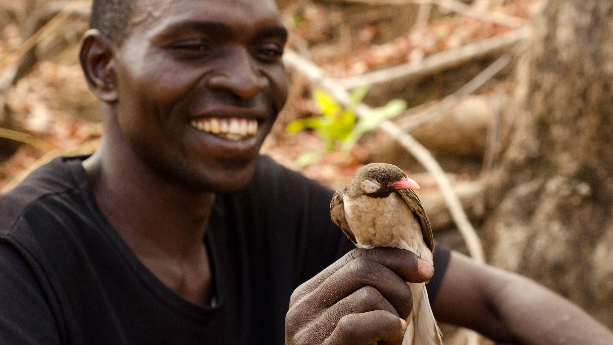 Honeyguides - What is this bird related to cuckoos, how did it learn to understand people and why does it eat candles in churches - My, Animals, Wild animals, Birds, Africa, Honey, Cuckoo, Facts, Around the world, In the animal world, Longpost