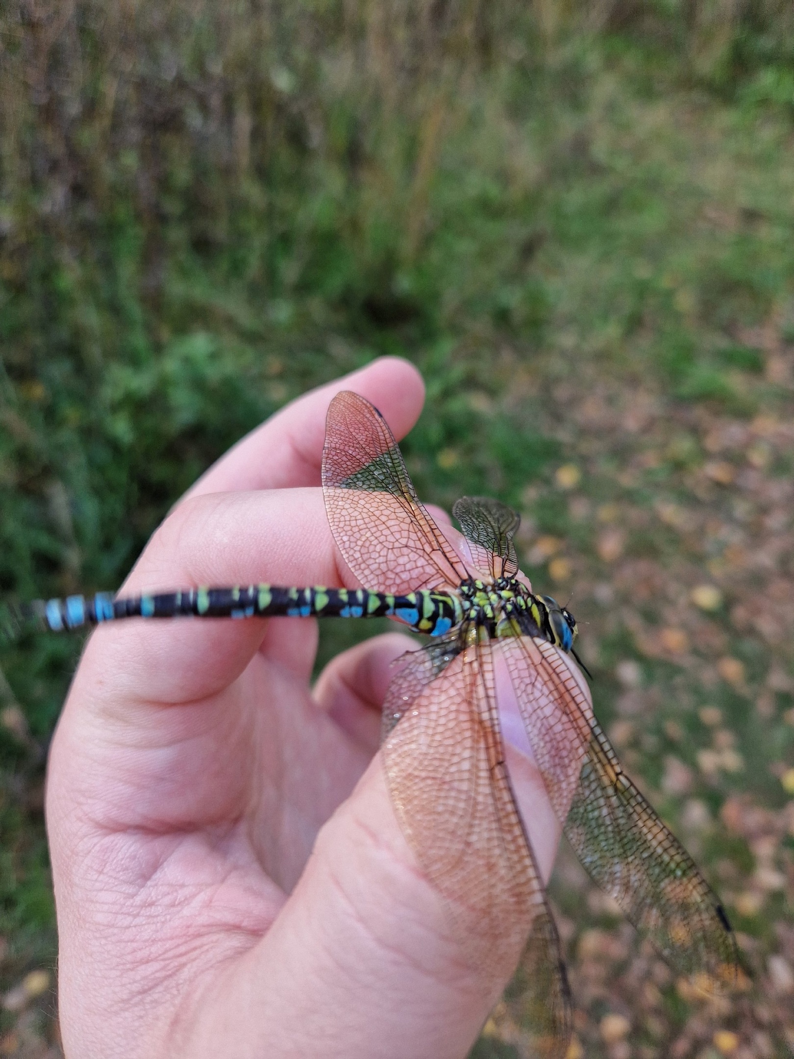 Sudden dragonfly in October in MO - Dragonfly, October, Autumn, Insects, beauty, Macro photography, Longpost