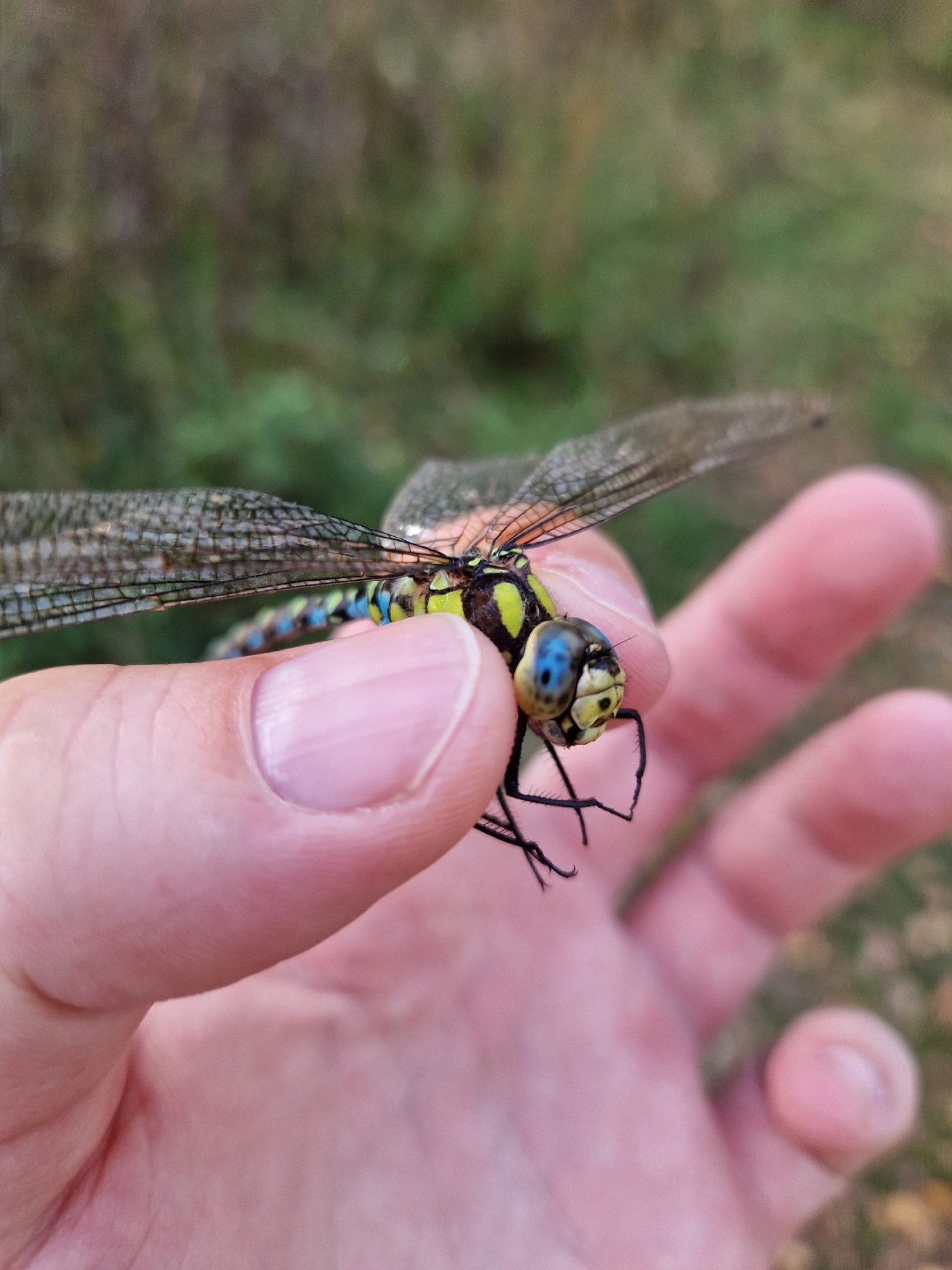 Sudden dragonfly in October in MO - Dragonfly, October, Autumn, Insects, beauty, Macro photography, Longpost