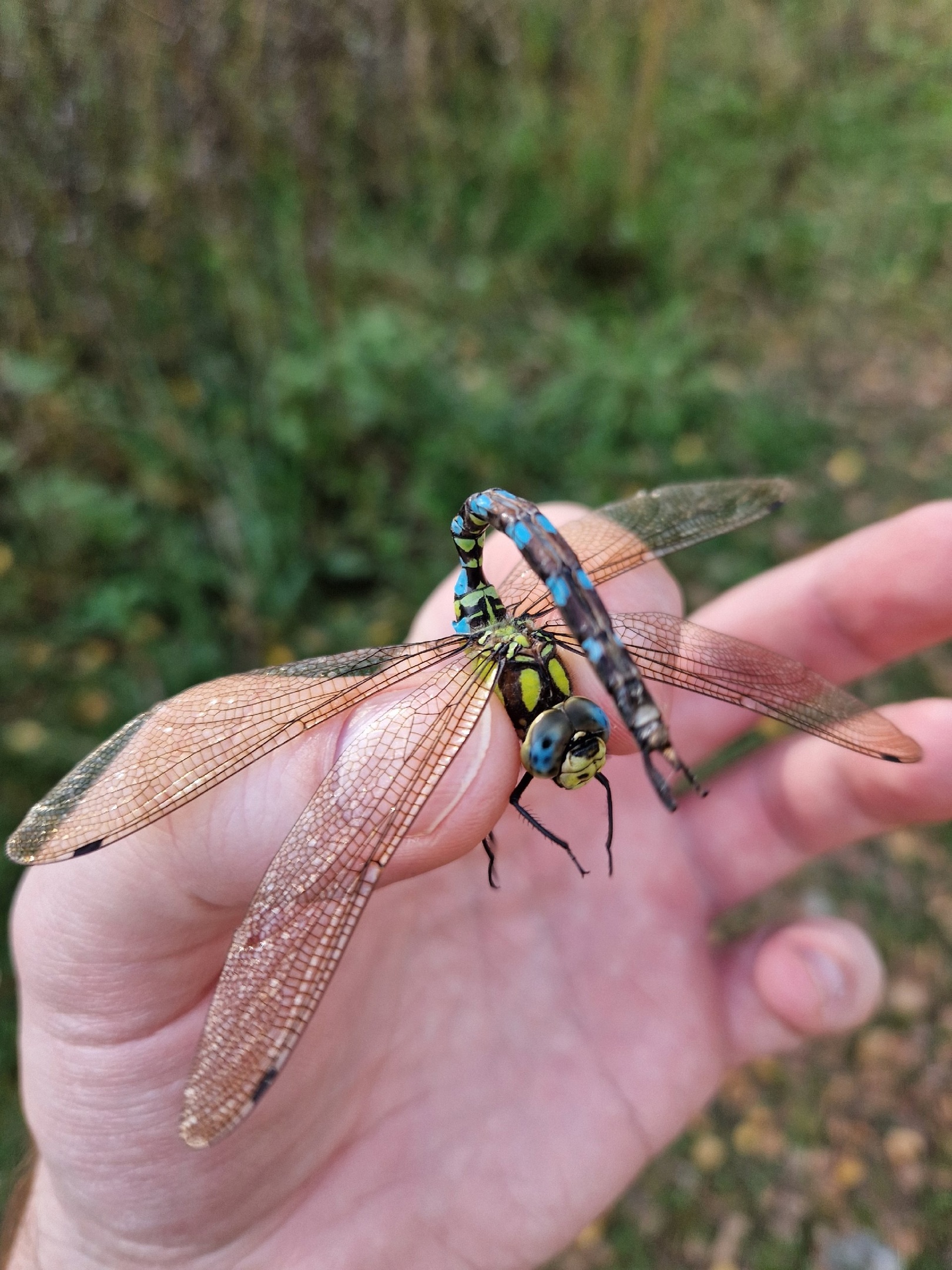 Sudden dragonfly in October in MO - Dragonfly, October, Autumn, Insects, beauty, Macro photography, Longpost