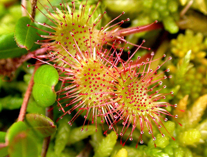 Sundew! - My, Plants, Botany, Entertaining botany, Sundew, Carnivorous plants, Longpost, The photo