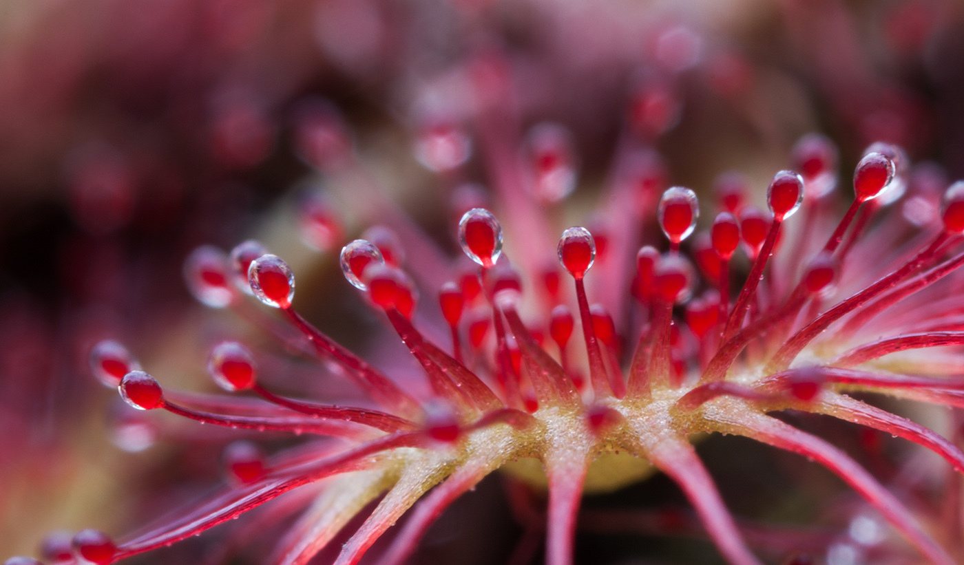 Sundew! - My, Plants, Botany, Entertaining botany, Sundew, Carnivorous plants, Longpost, The photo