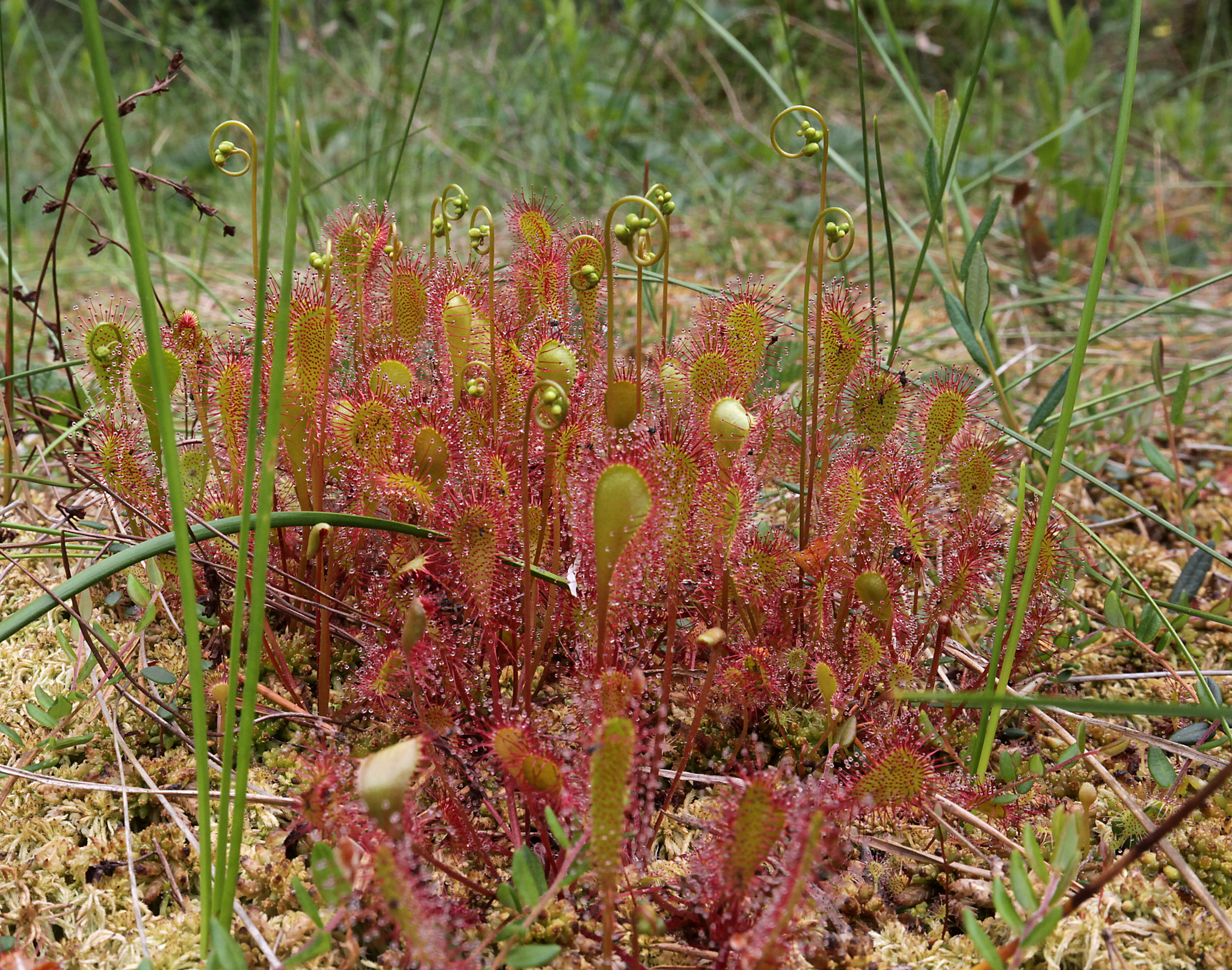 Sundew! - My, Plants, Botany, Entertaining botany, Sundew, Carnivorous plants, Longpost, The photo