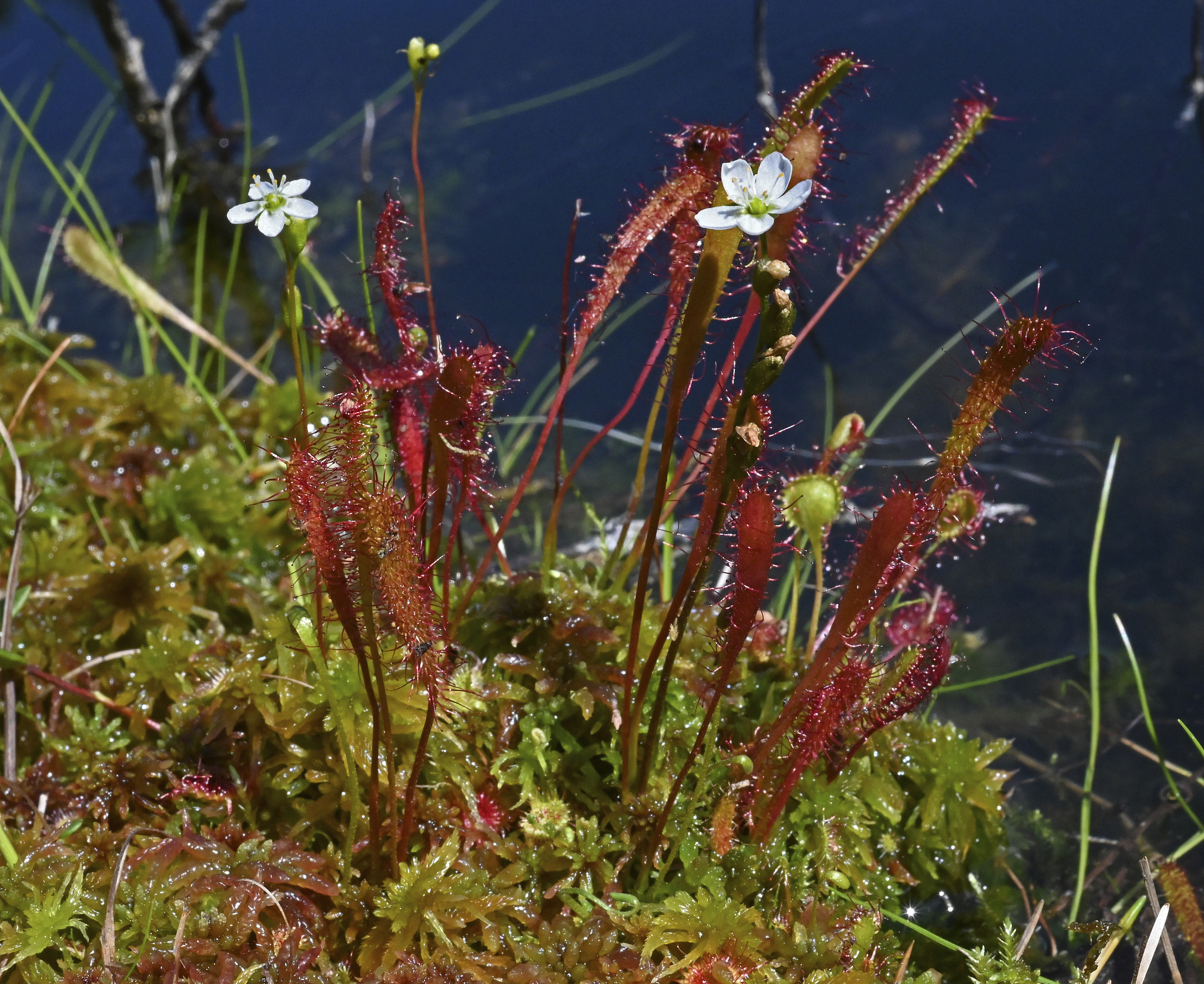 Sundew! - My, Plants, Botany, Entertaining botany, Sundew, Carnivorous plants, Longpost, The photo