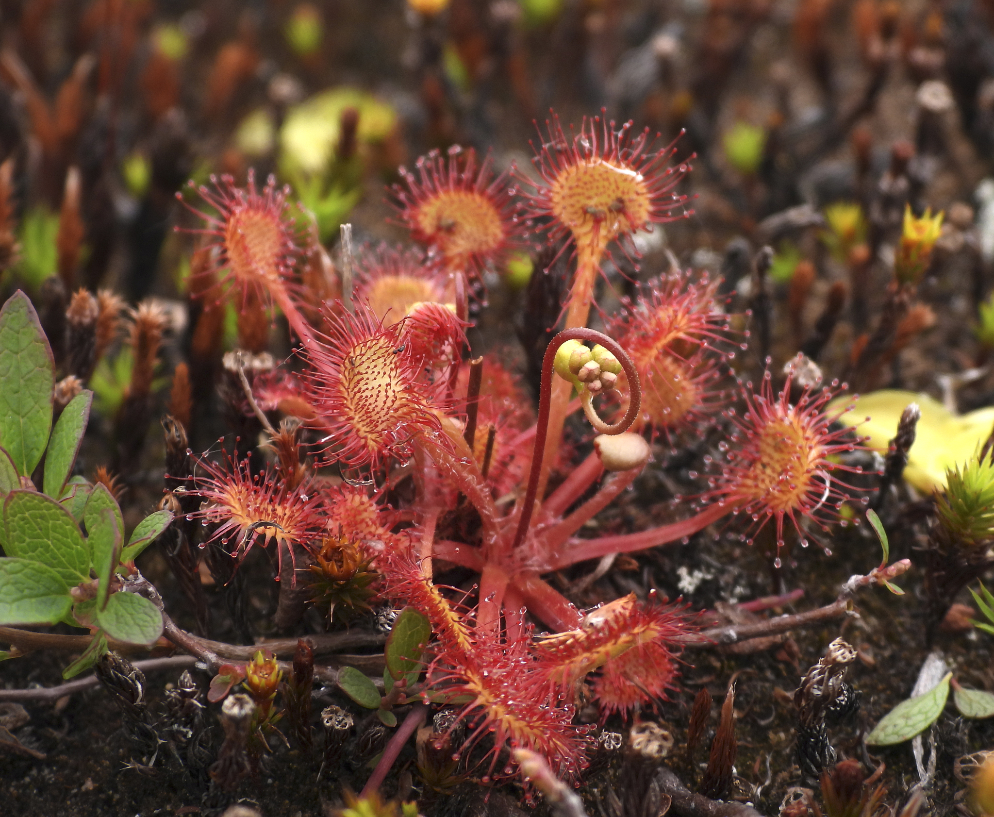 Sundew! - My, Plants, Botany, Entertaining botany, Sundew, Carnivorous plants, Longpost, The photo