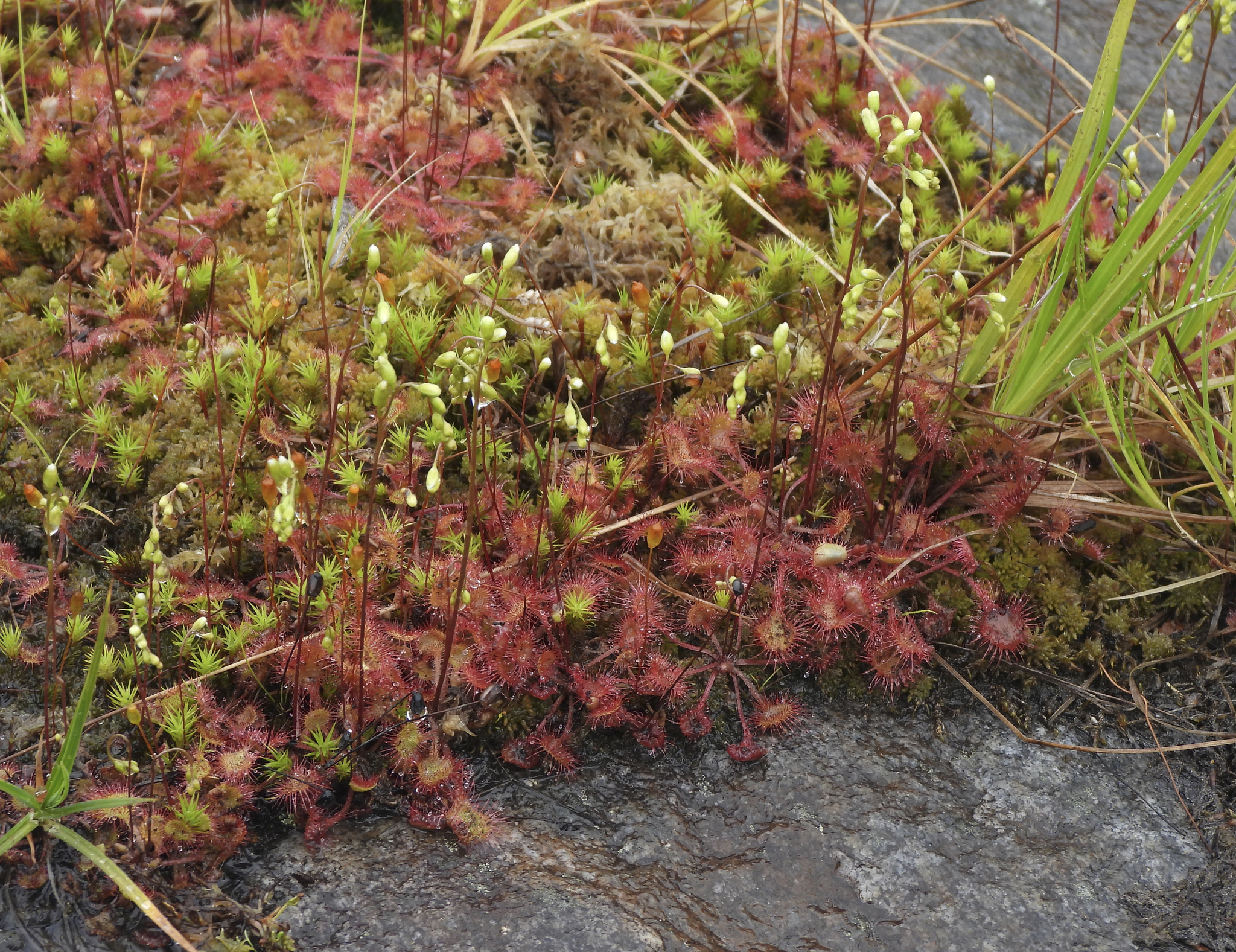 Sundew! - My, Plants, Botany, Entertaining botany, Sundew, Carnivorous plants, Longpost, The photo