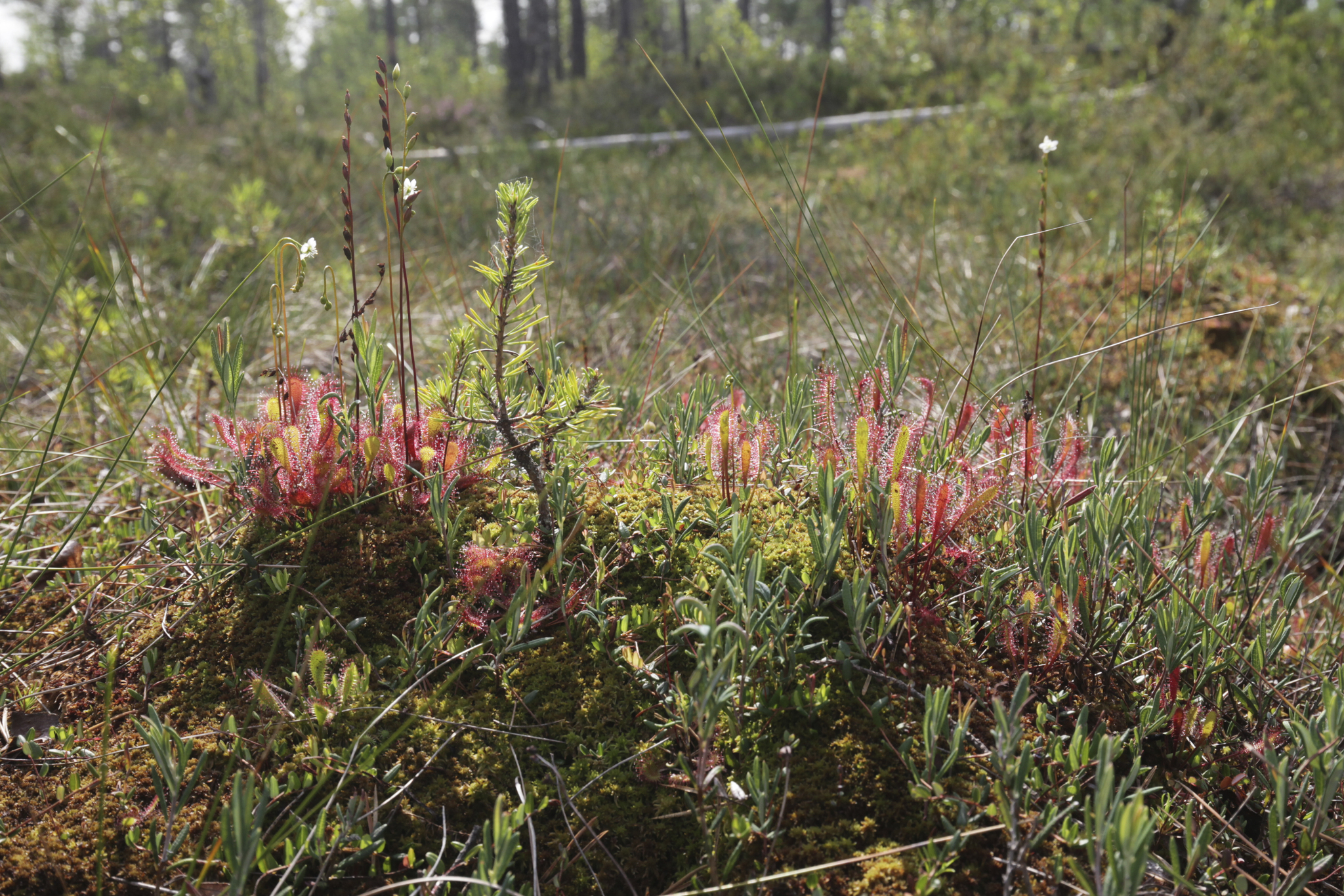 Sundew! - My, Plants, Botany, Entertaining botany, Sundew, Carnivorous plants, Longpost, The photo