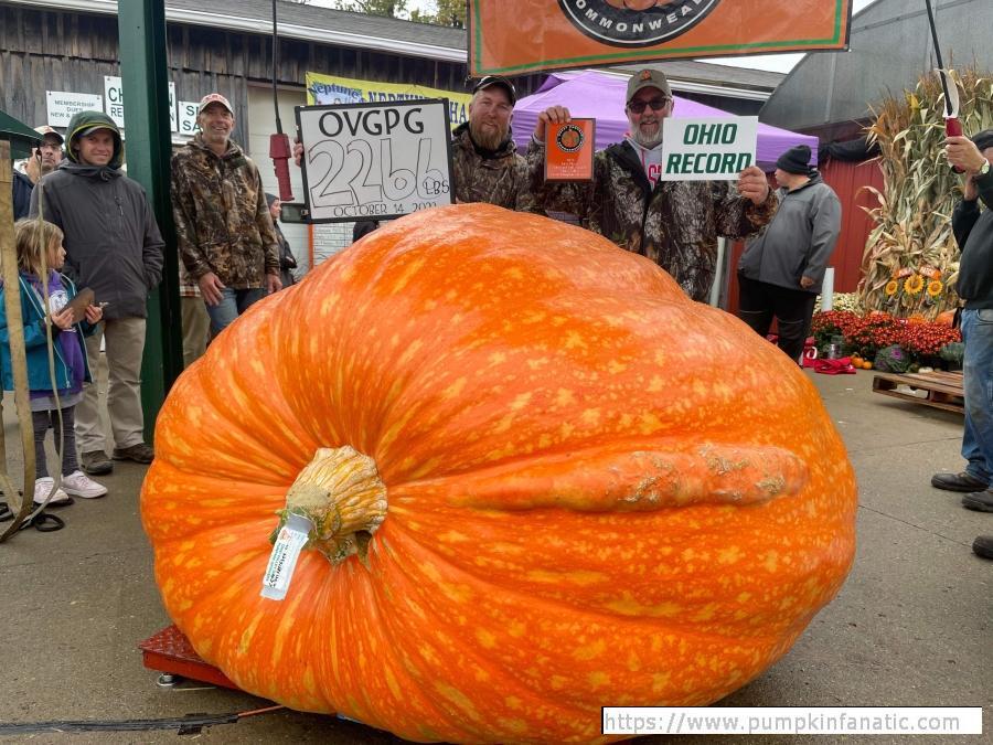 Giant Pumpkin Seed for $1499 - My, Vegetables, Gardening, Garden, Garden, Plants, Longpost, Pumpkin, Seeds