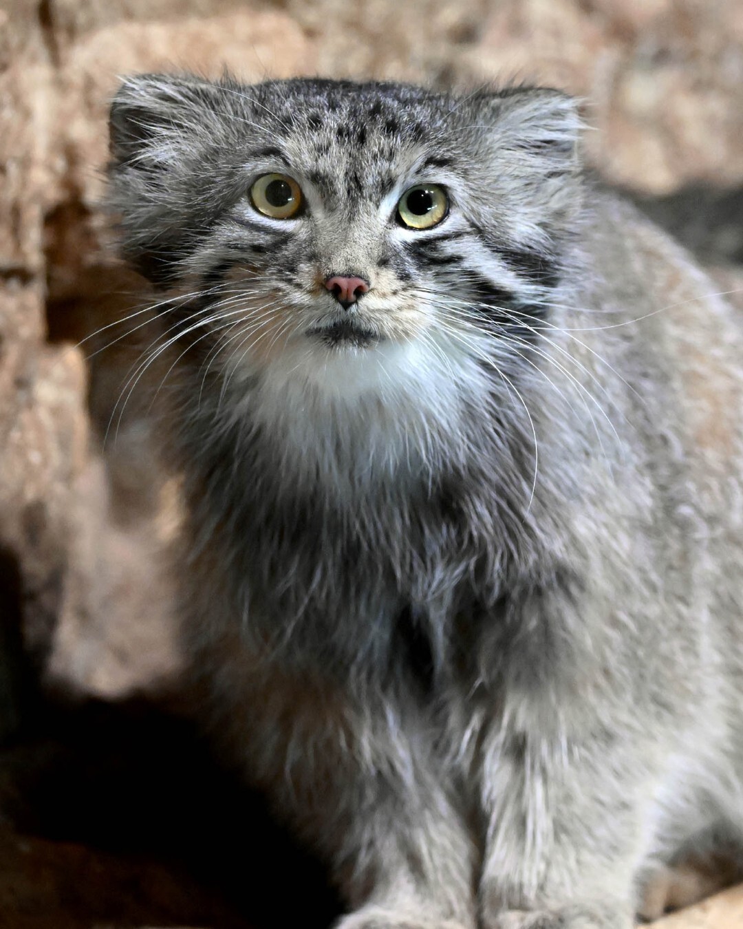 Welcome! - Small cats, Pallas' cat, Cat family, Predatory animals, Wild animals, Zoo, The photo