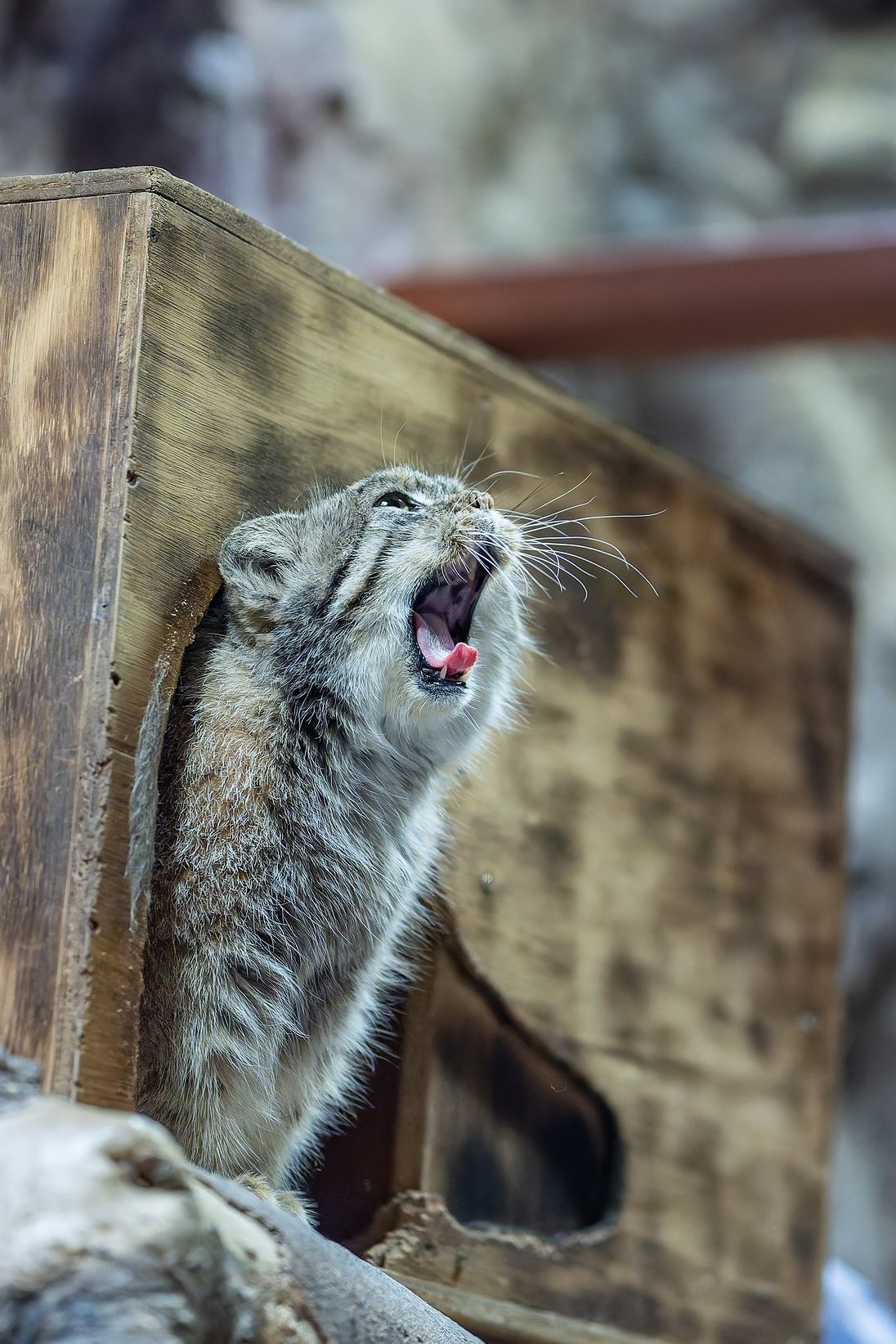 Cock-a-doodle-doo...that is...Cheerful morning-a-a-a!!! - Wild animals, Zoo, Predatory animals, Cat family, Pallas' cat, Small cats, Yawn, Animal games