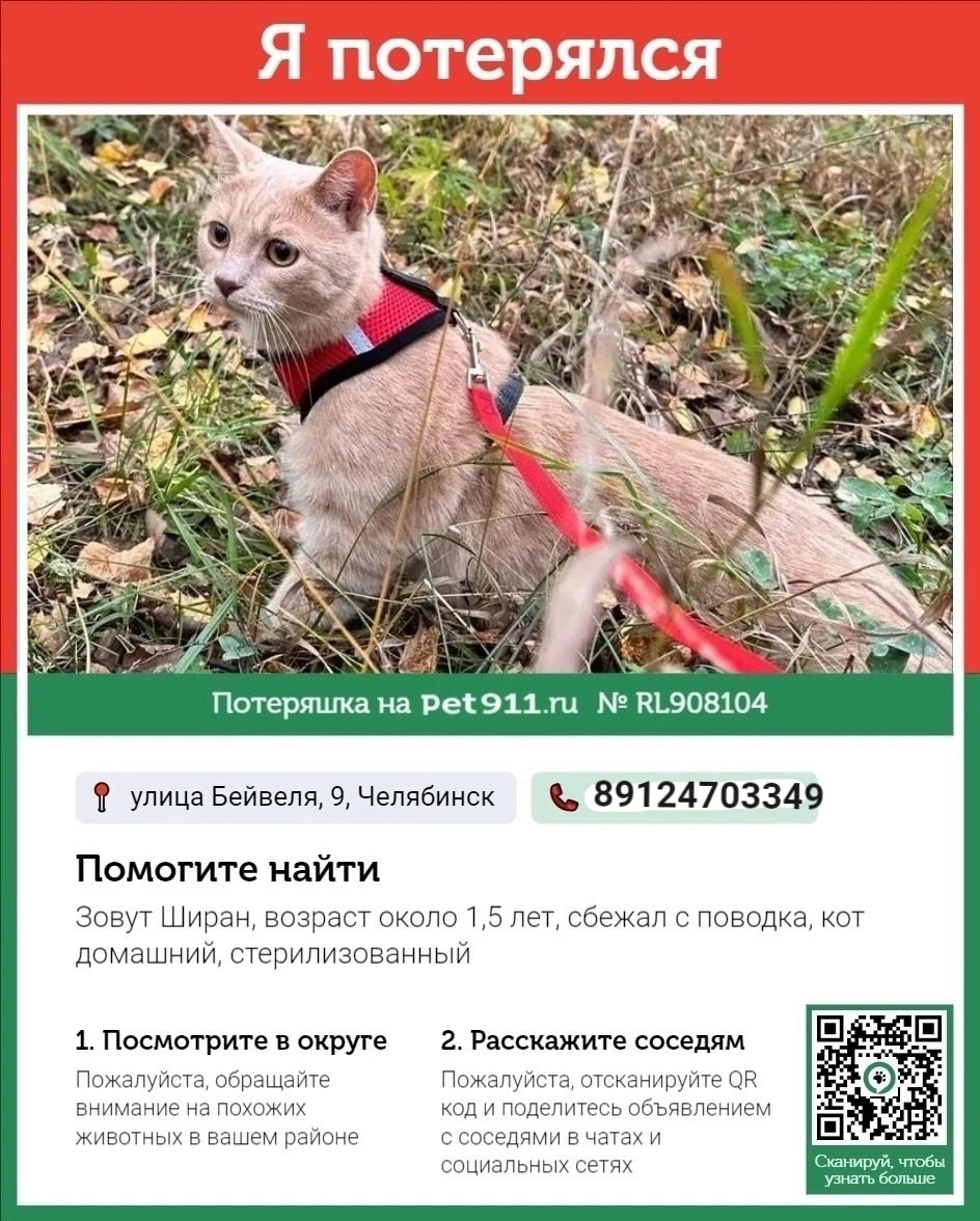 Lost cat! City Chelyabinsk - My, cat, No rating, Help, Lost cat, Chelyabinsk, Longpost