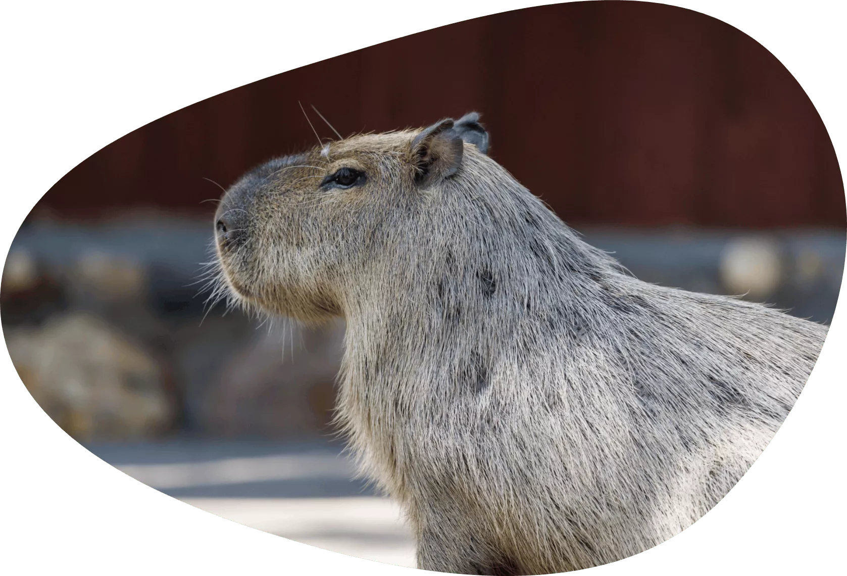 You can now watch the inhabitants of the Moscow Zoo online at mos.ru! - Capybara, Rodents, Wild animals, Zoo, Moscow Zoo, Broadcast